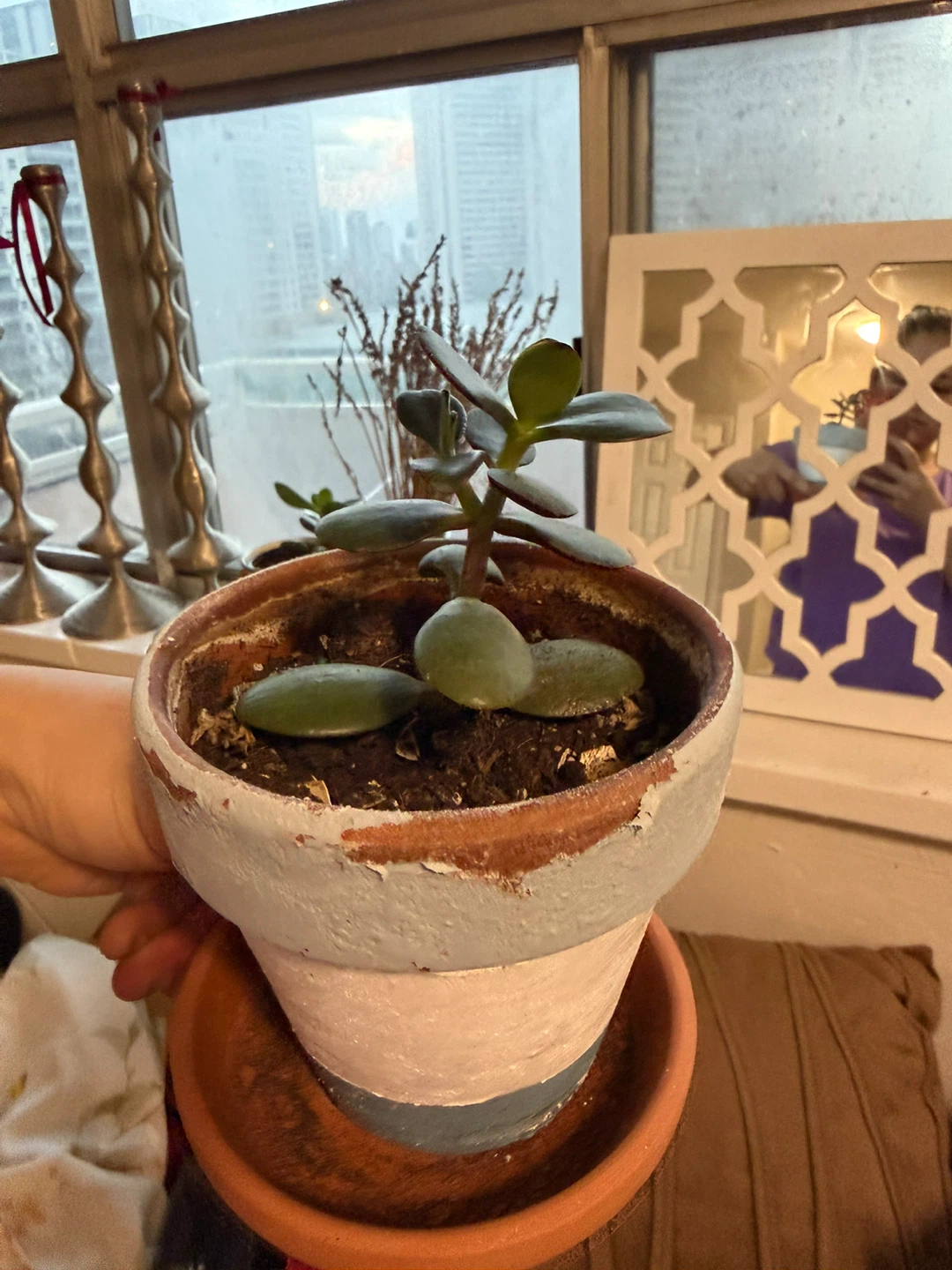 Jade Plant in Terracotta Pot
