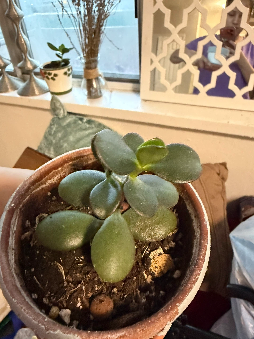 Jade Plant in Terracotta Pot - photo 2
