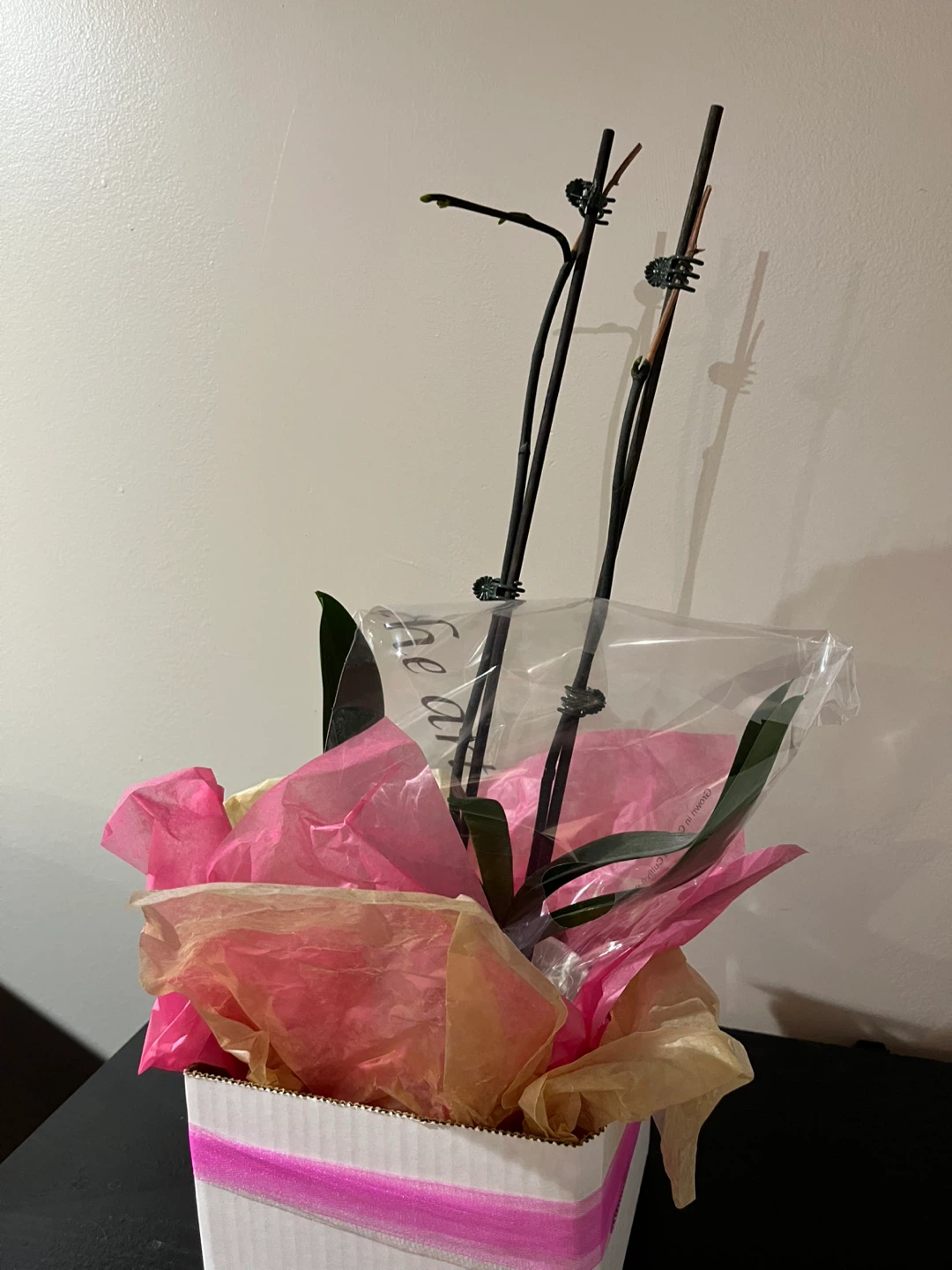 Orchid plant