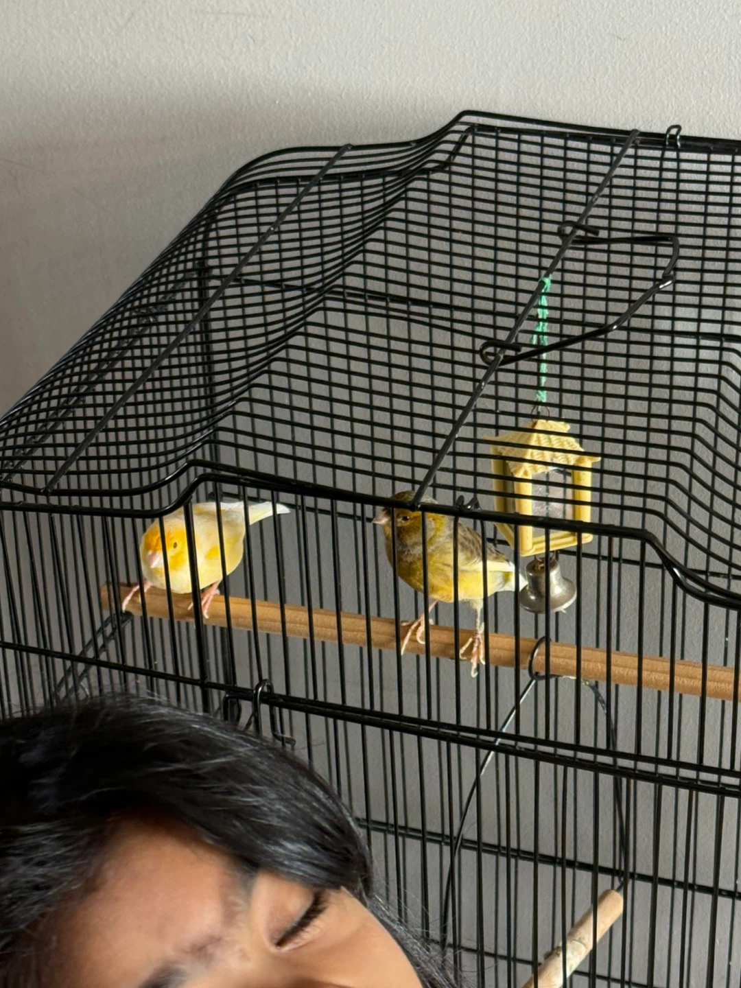 Black Bird Cage with Perches and Accessories