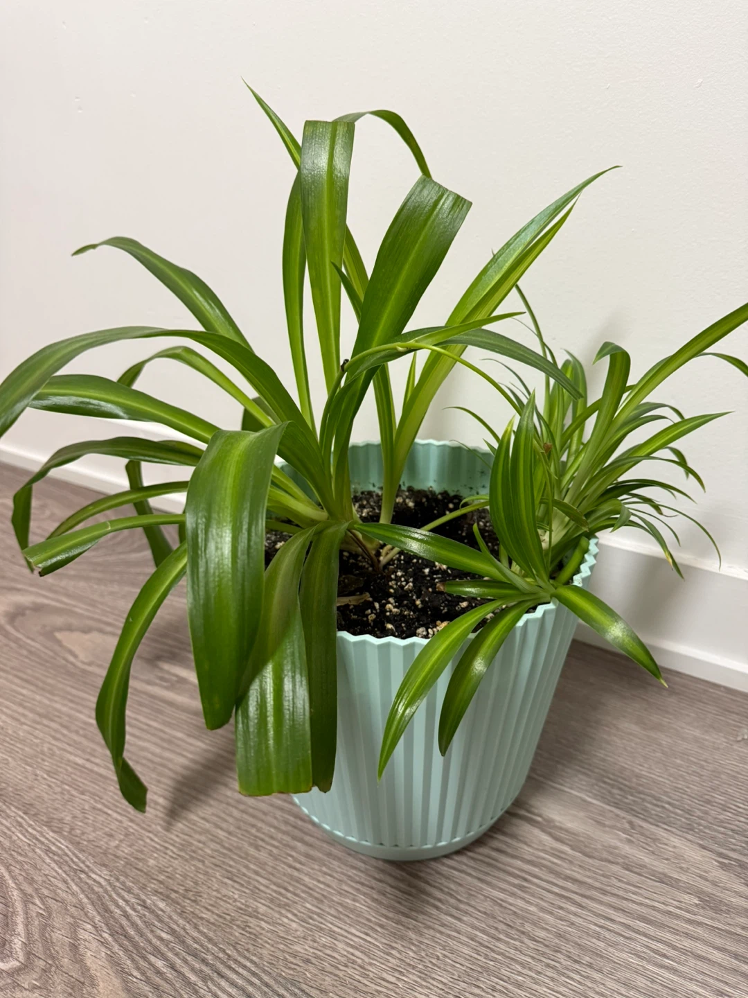 Spider Plant in Light Blue Pot