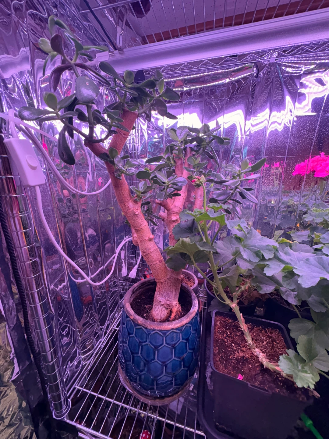 Lucky Jade