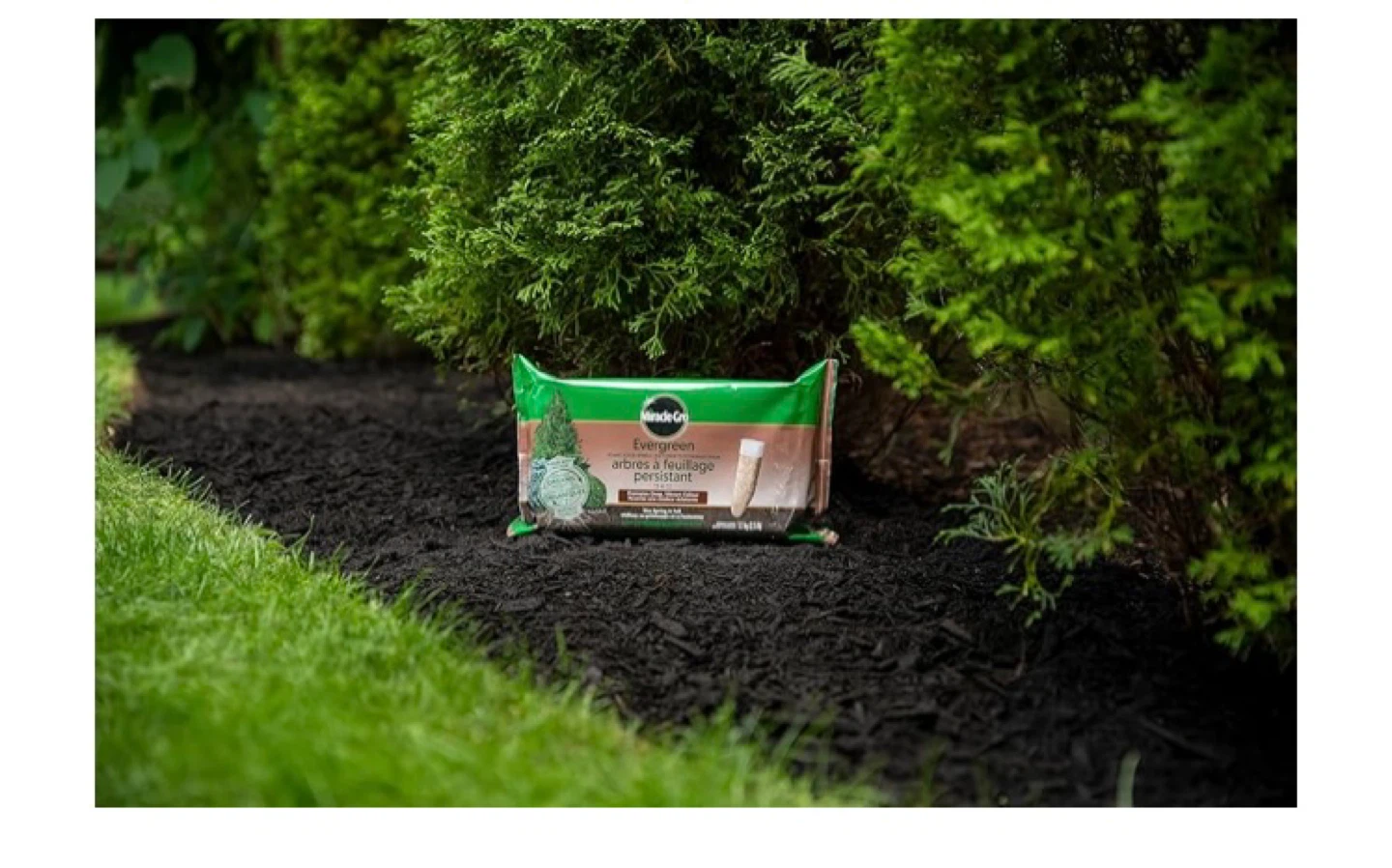 Miracle-Gro Evergreen Plant Food Spikes for Trees & Shrubs - photo 4