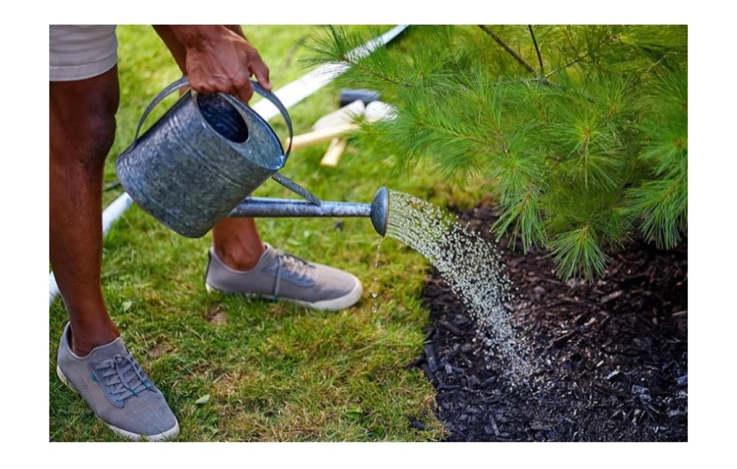 Miracle-Gro Evergreen Plant Food Spikes for Trees & Shrubs - photo 5