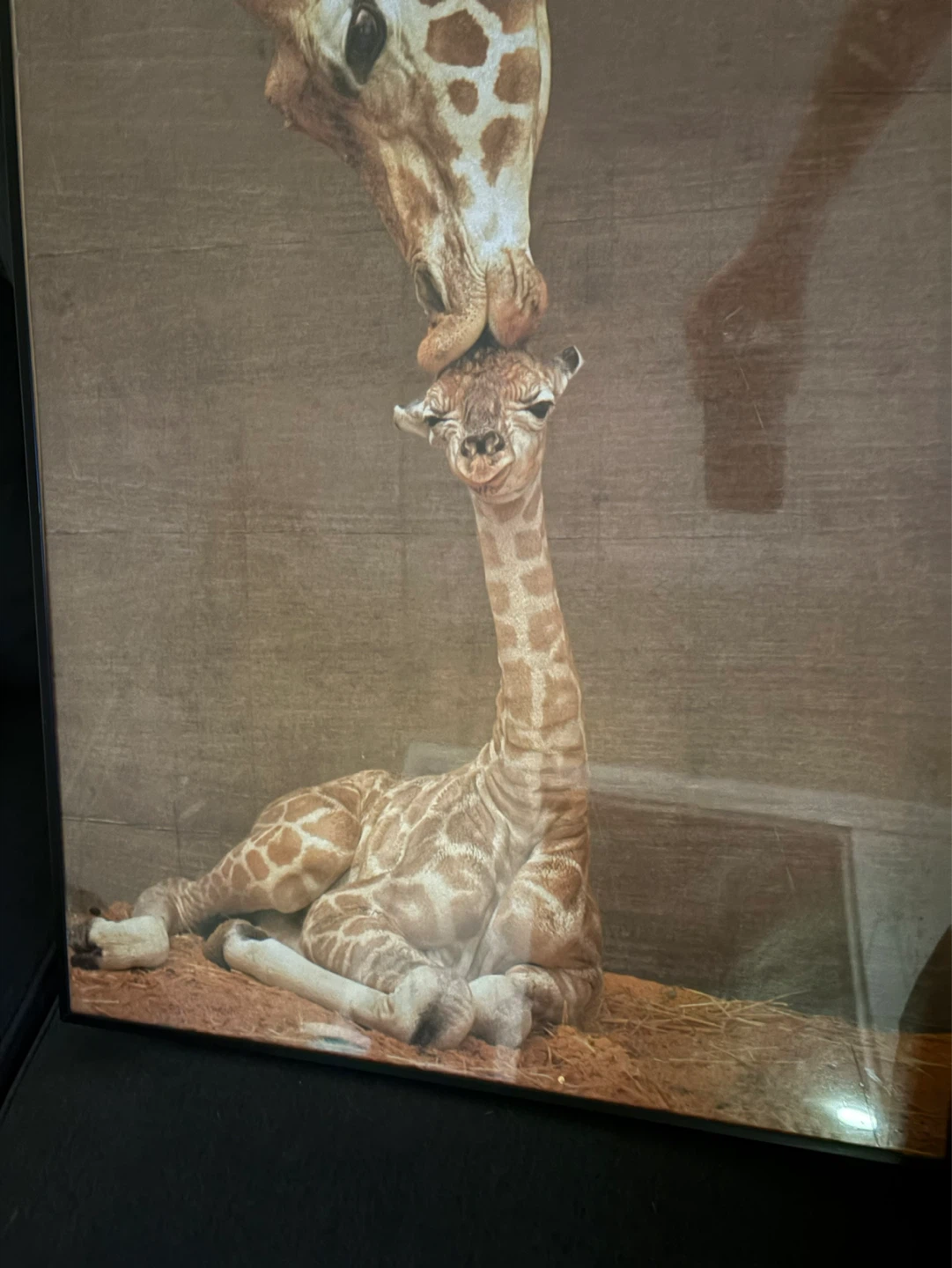 Framed Giraffe Art Print