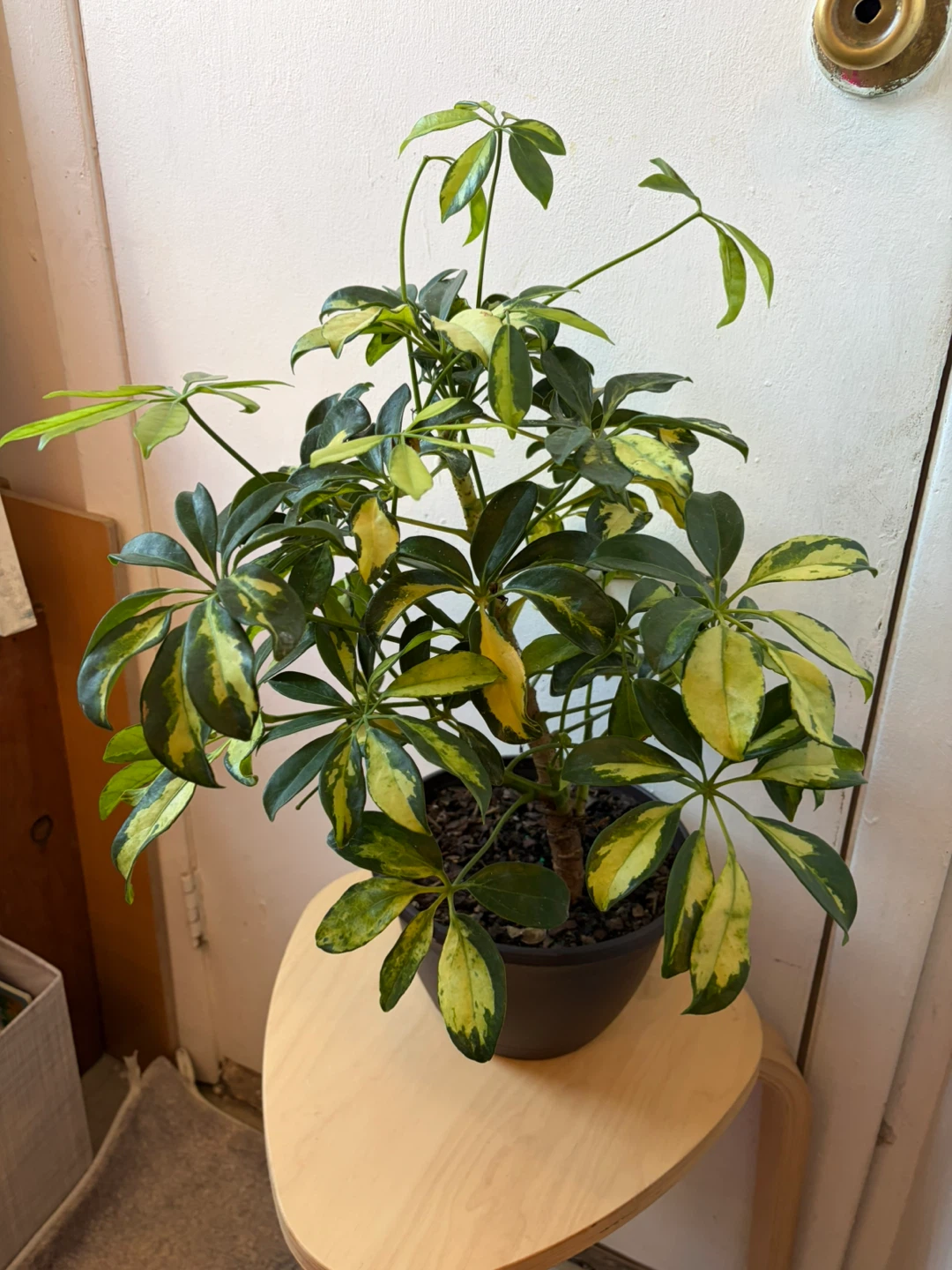 Umbrella plant - photo 2