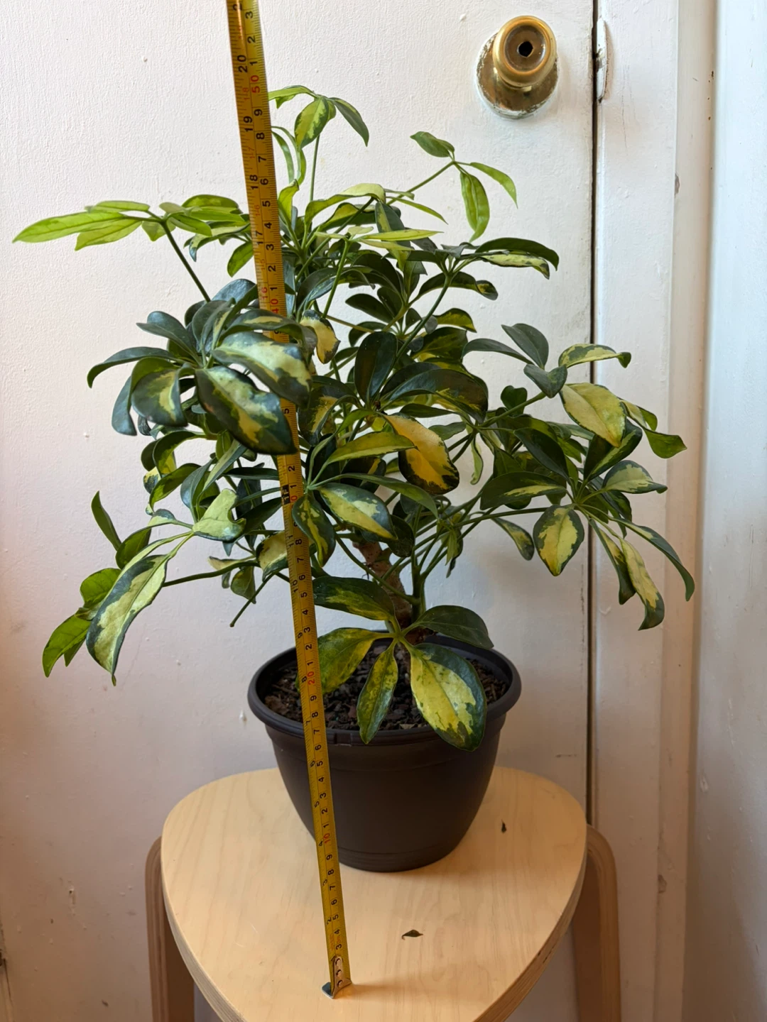 Umbrella plant