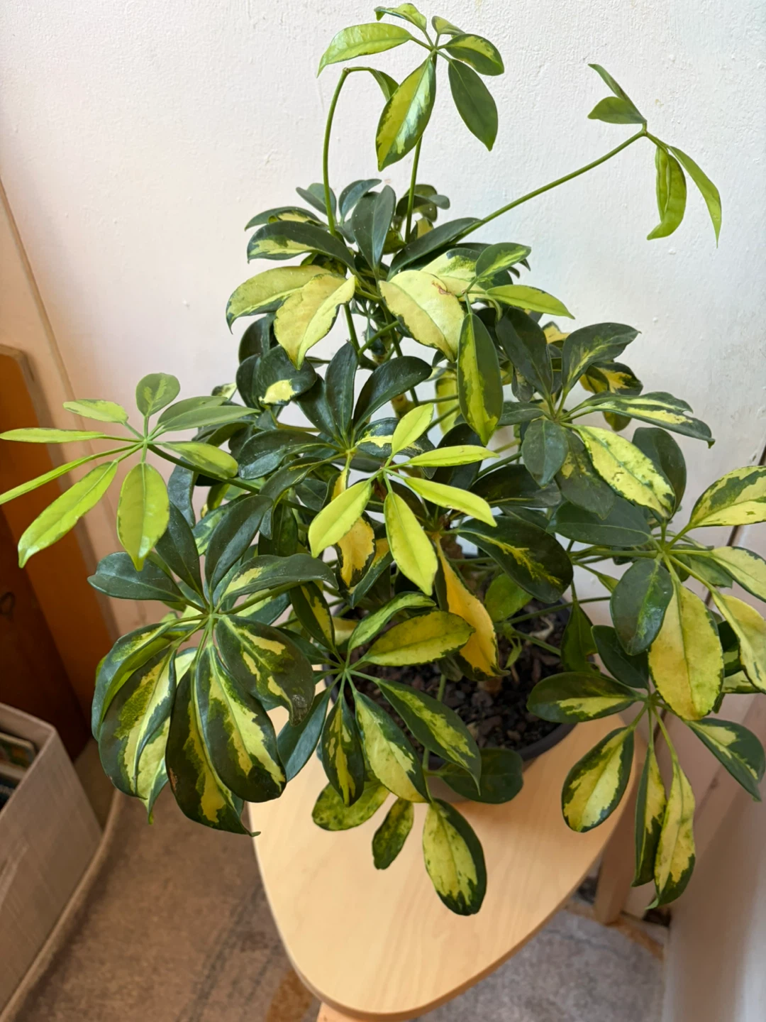 Umbrella plant - photo 3