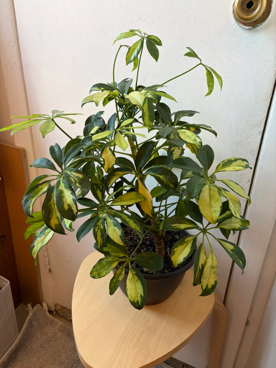Umbrella plant - photo 4