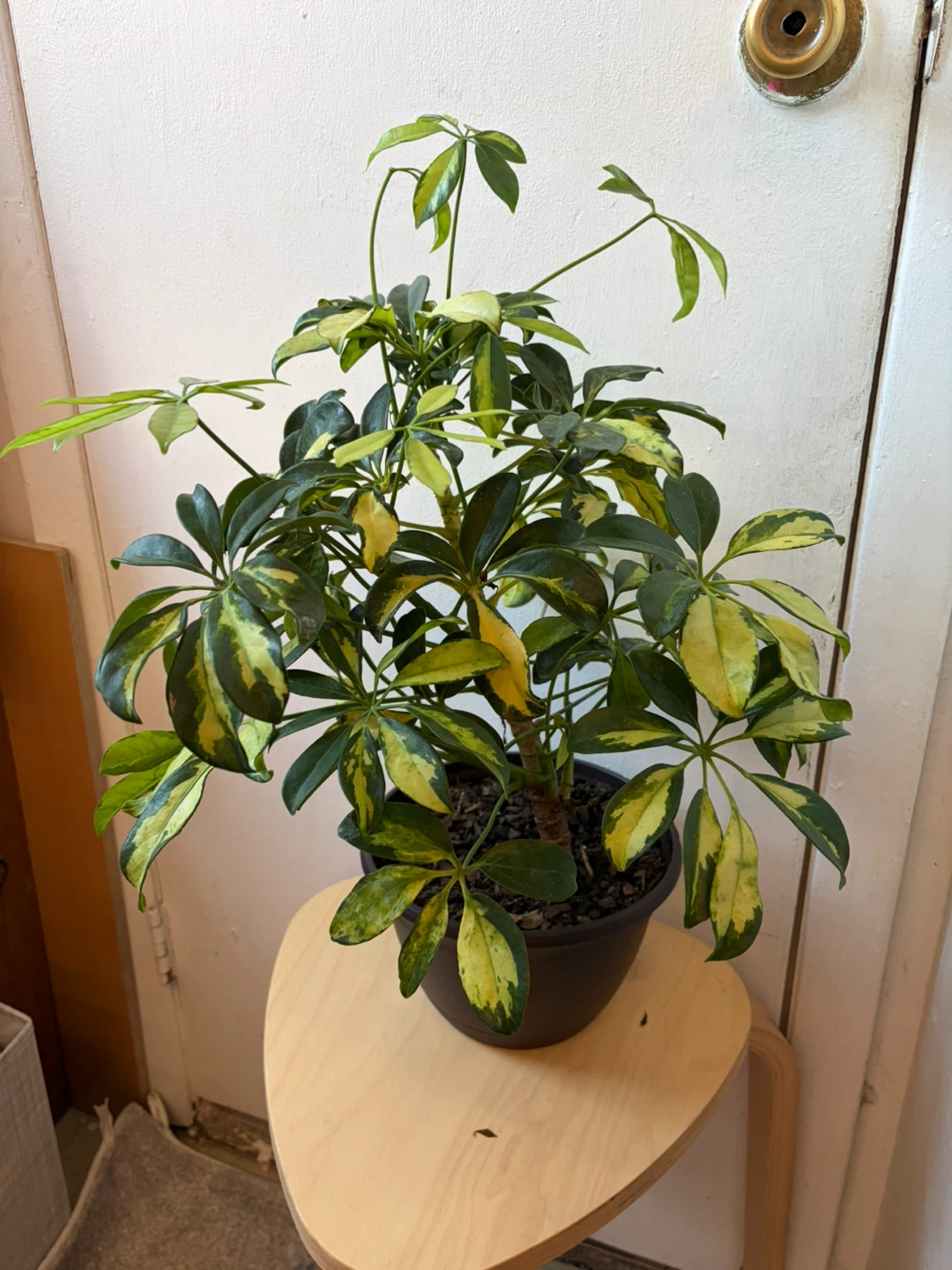 Umbrella plant - photo 5