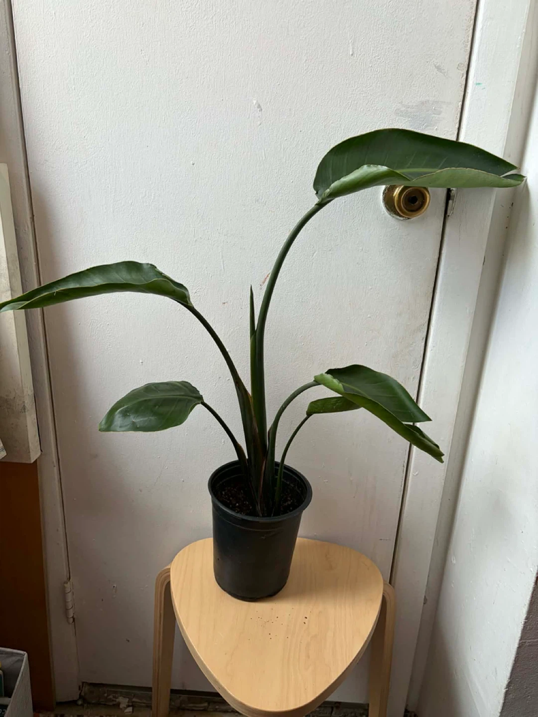 Bird of paradise