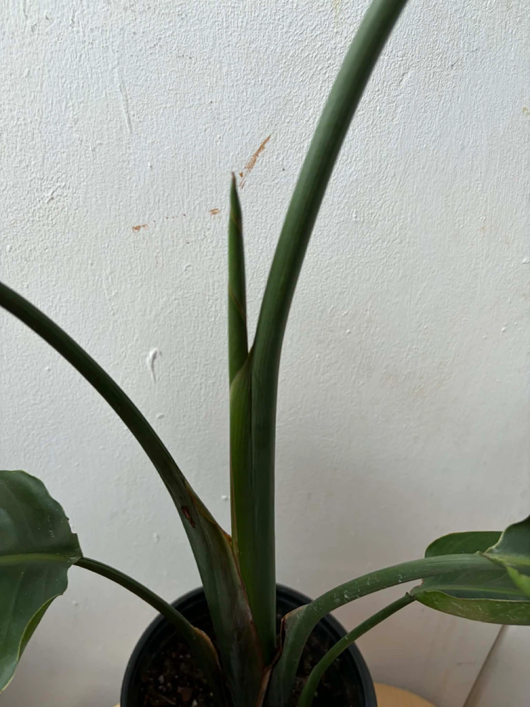 Bird of paradise - photo 3