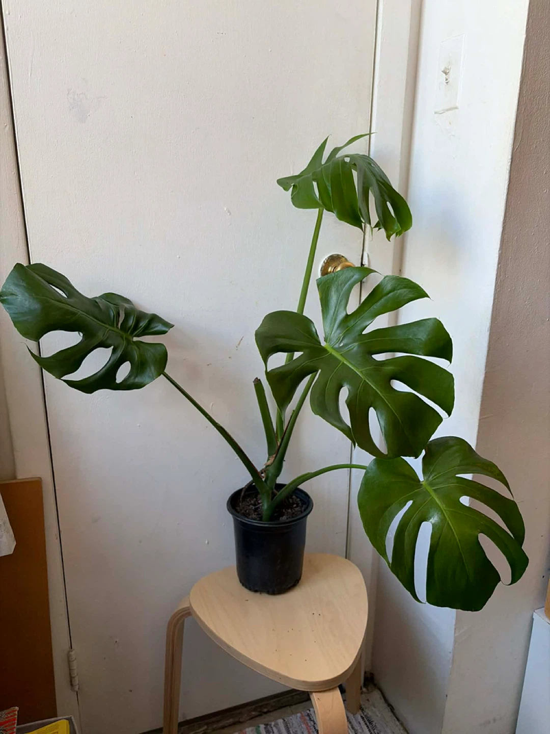 Monstera