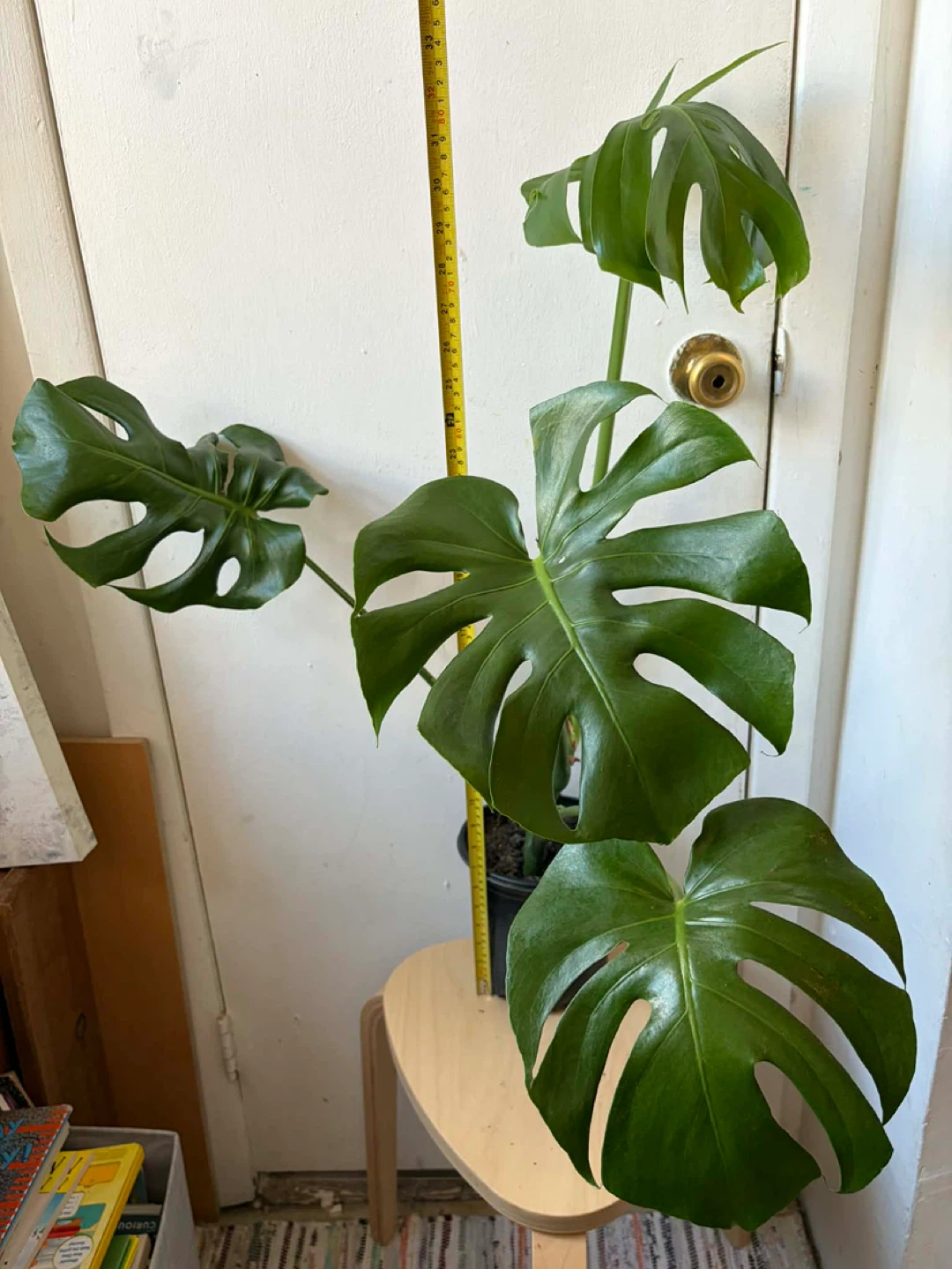 Monstera - photo 3