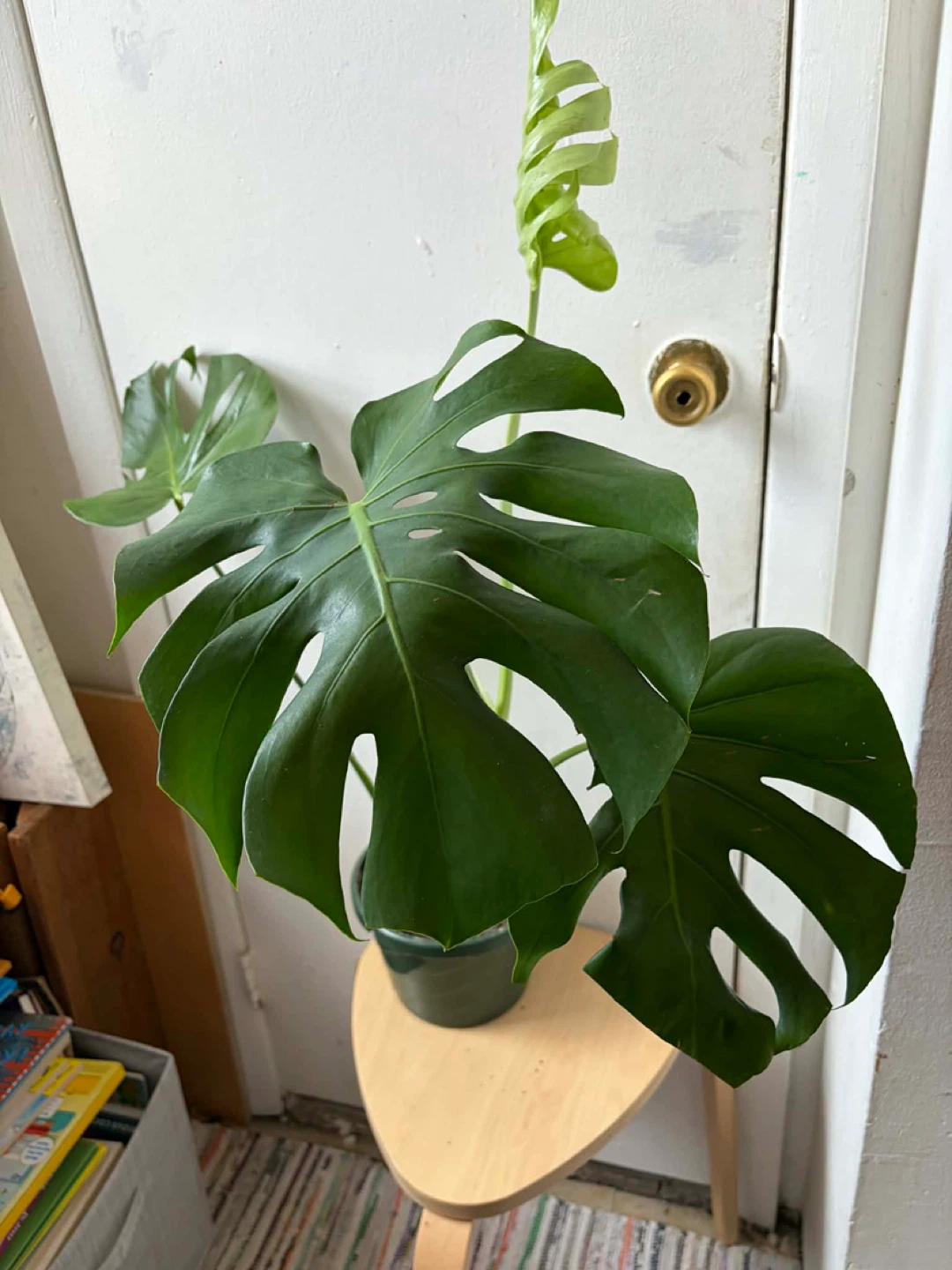 Monstera - photo 3