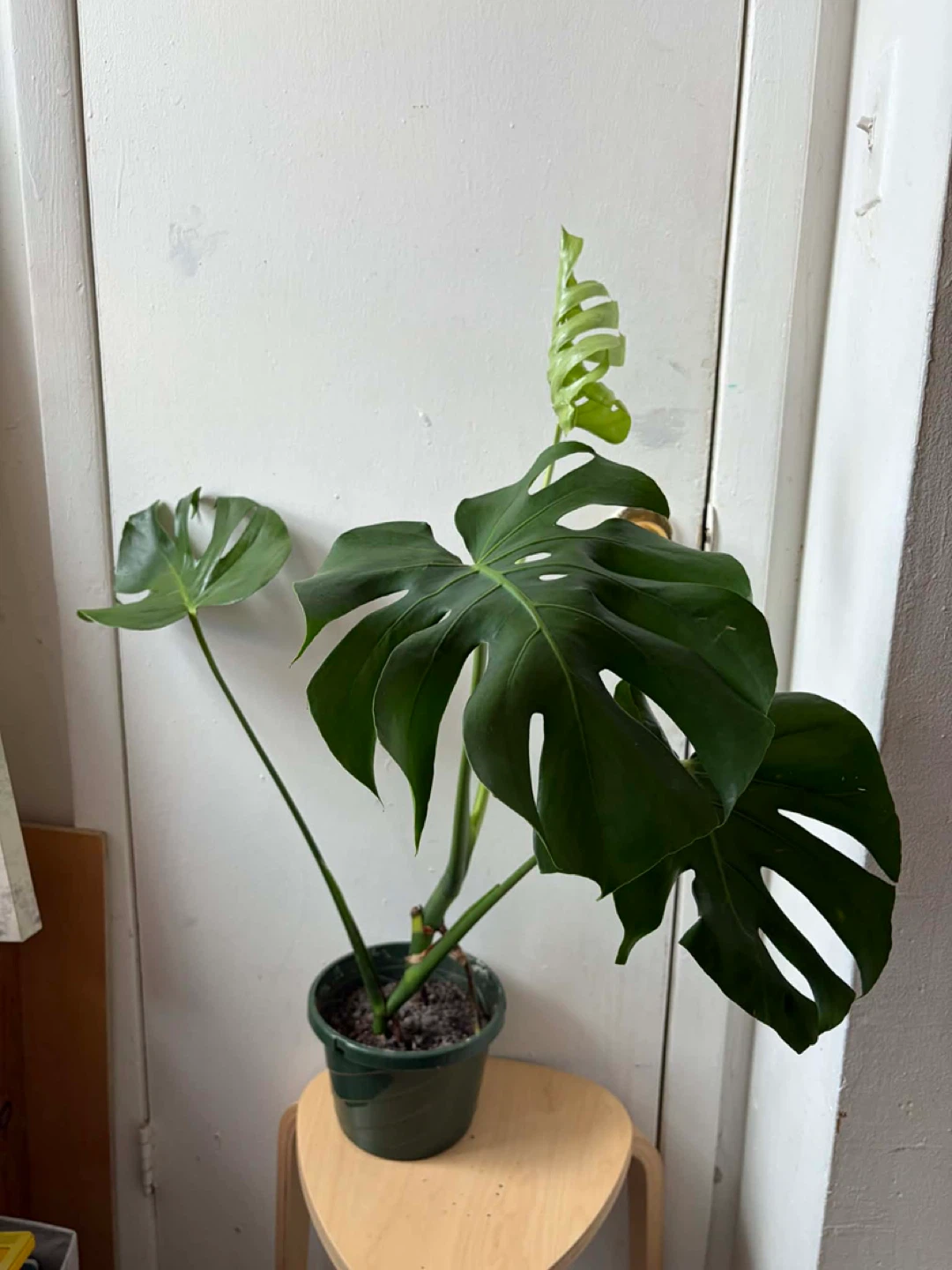 Monstera