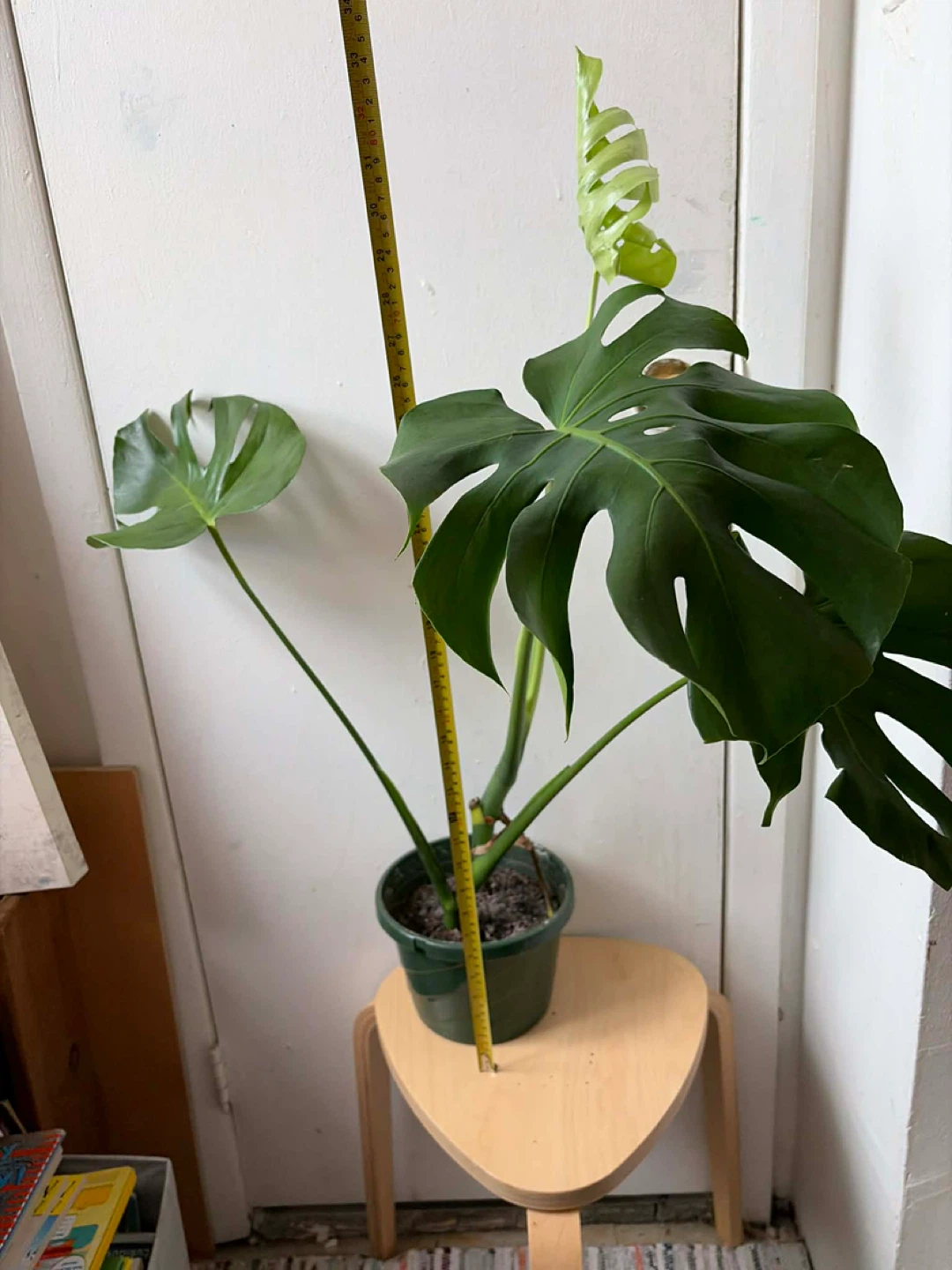 Monstera - photo 2