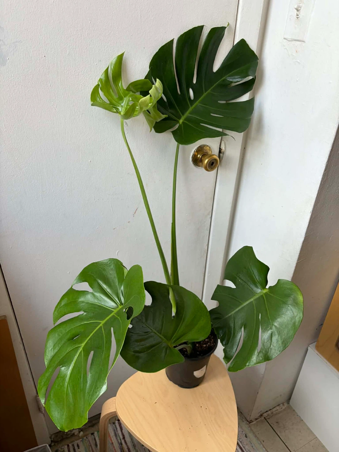 Monstera - photo 2