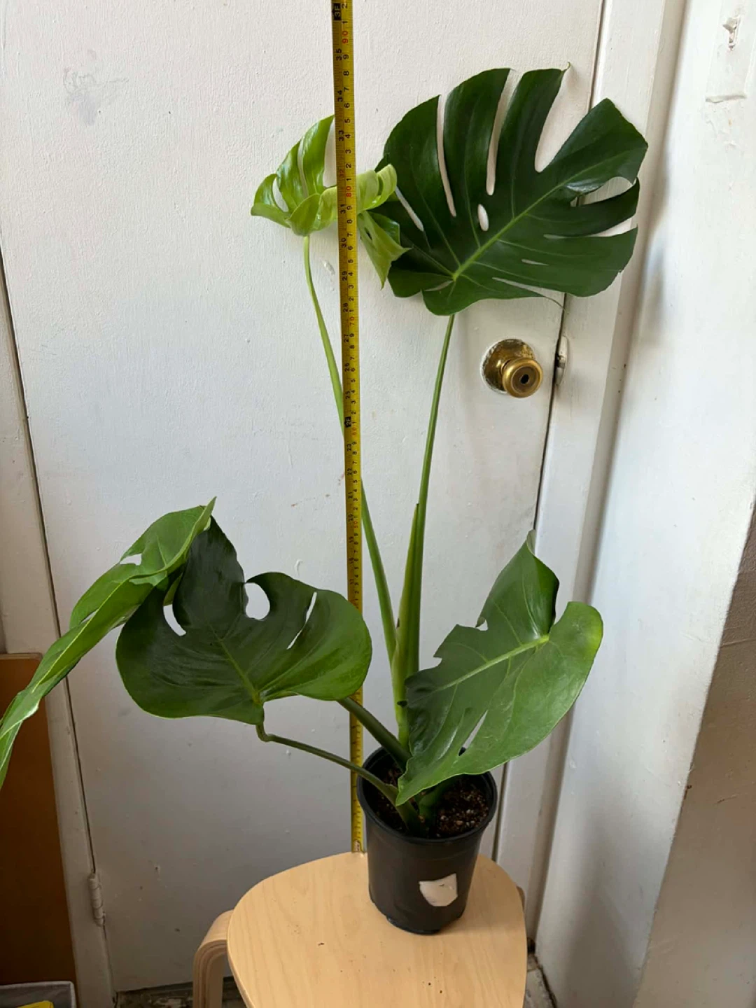 Monstera - photo 3