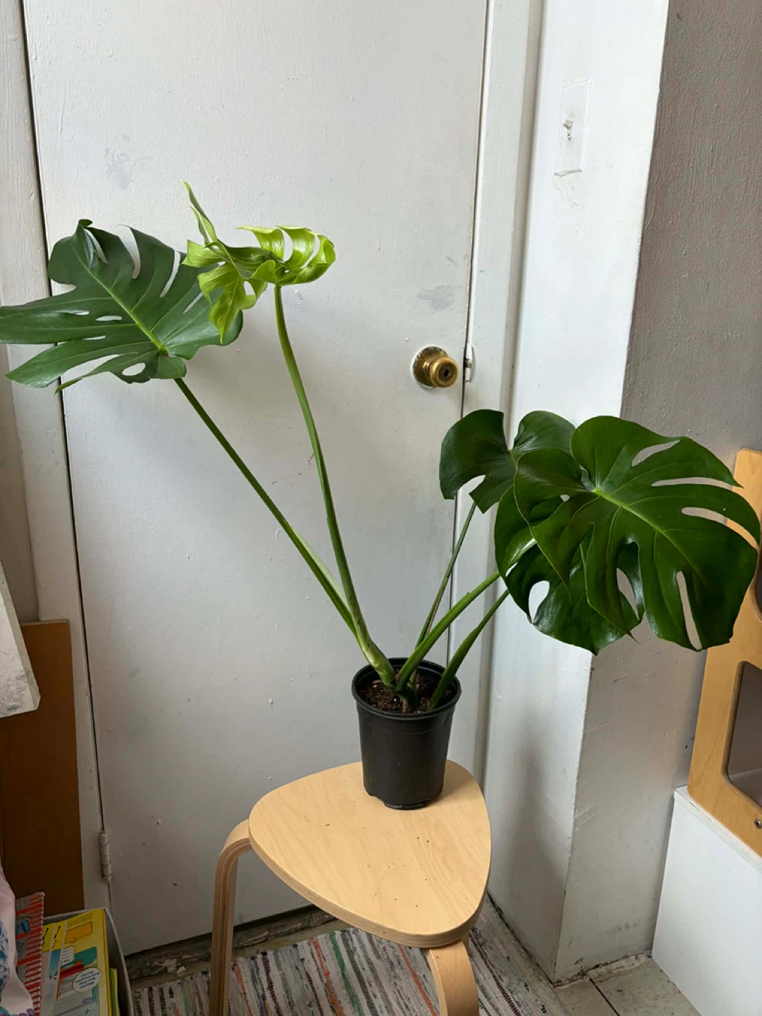Monstera