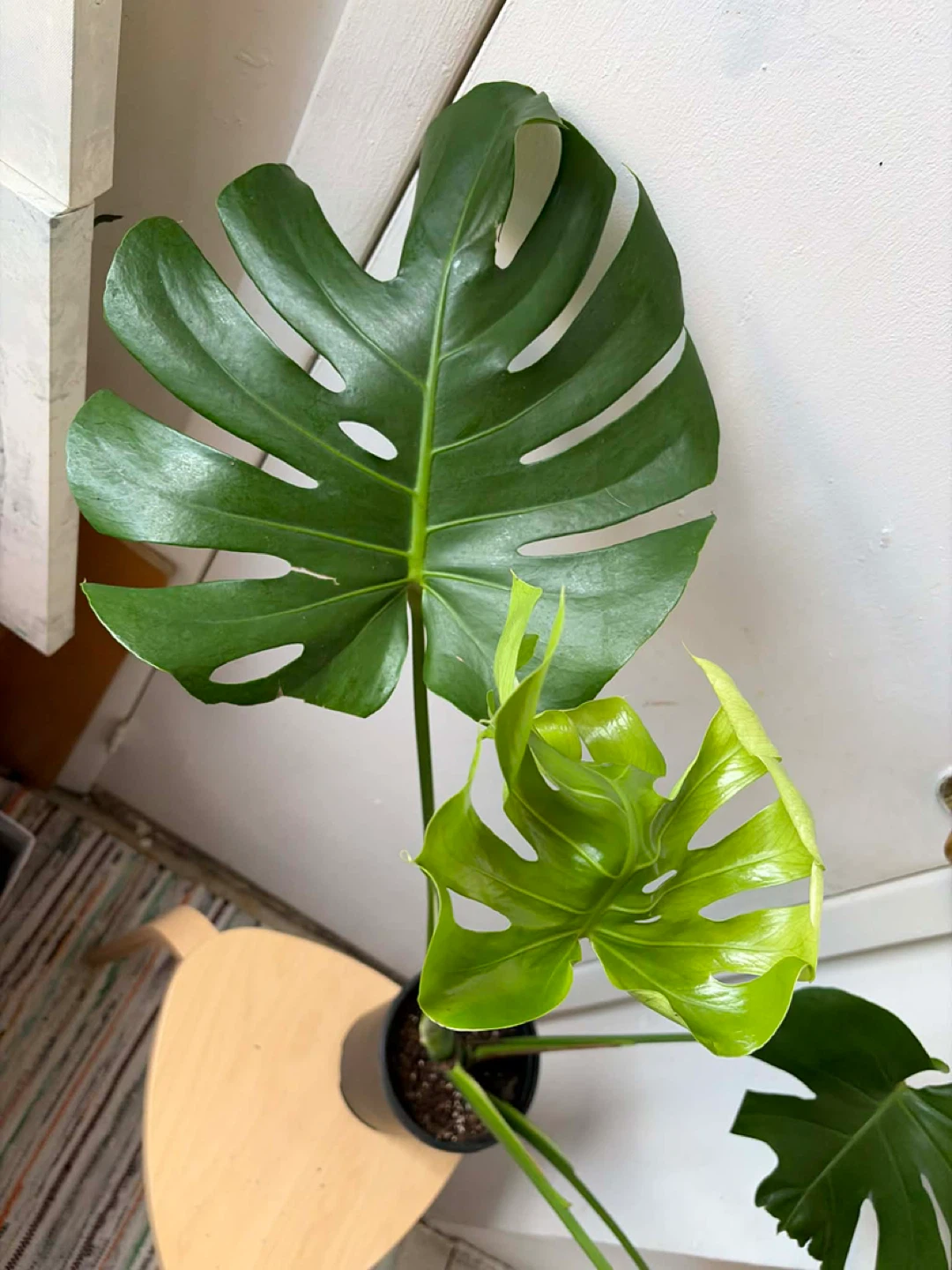 Monstera - photo 4