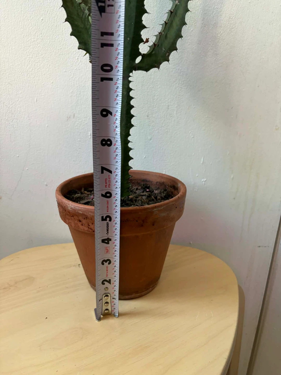 Euphorbia cactus with terracotta pot - photo 4