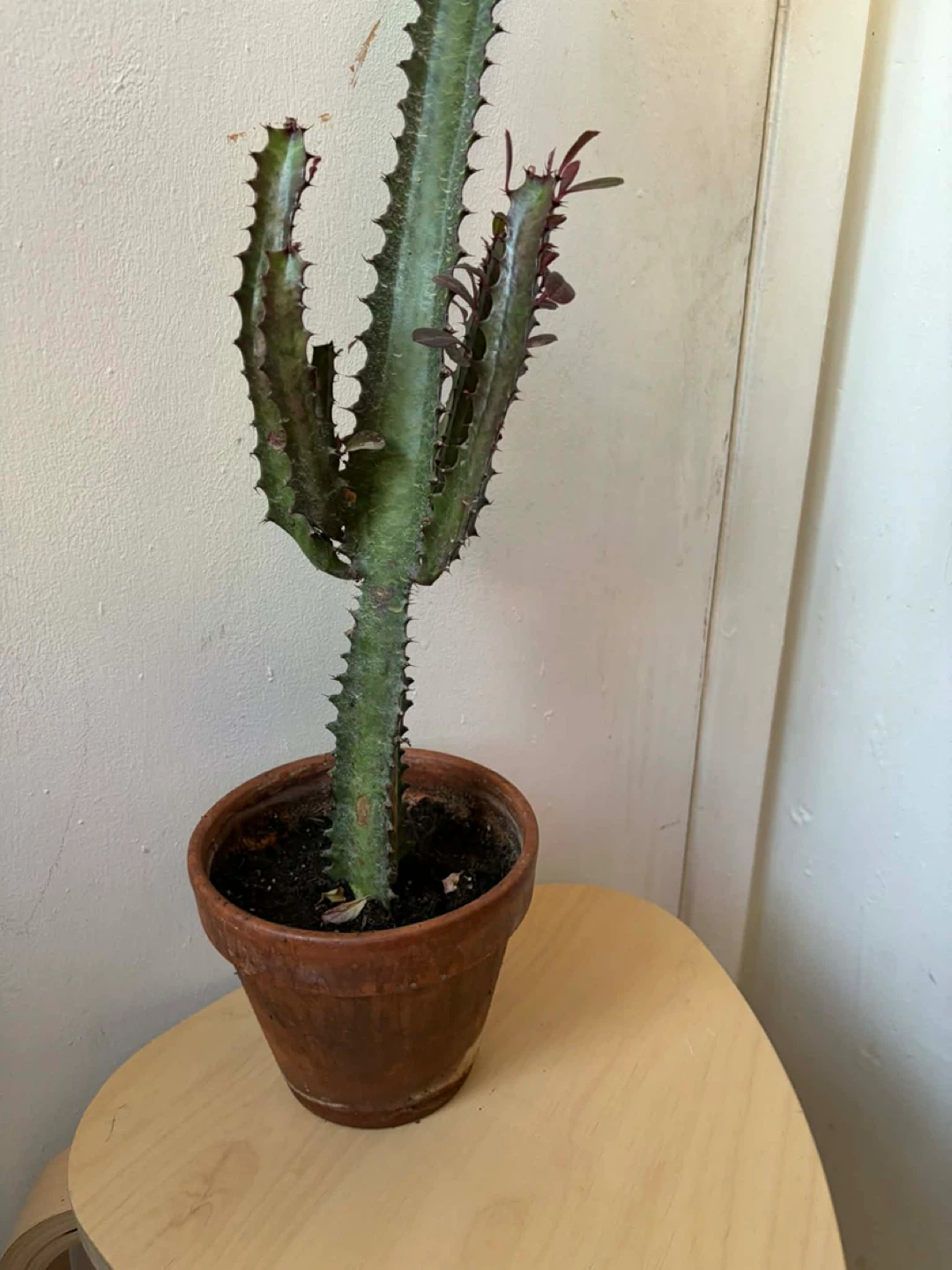 Euphorbia cactus with terracotta pot - photo 3