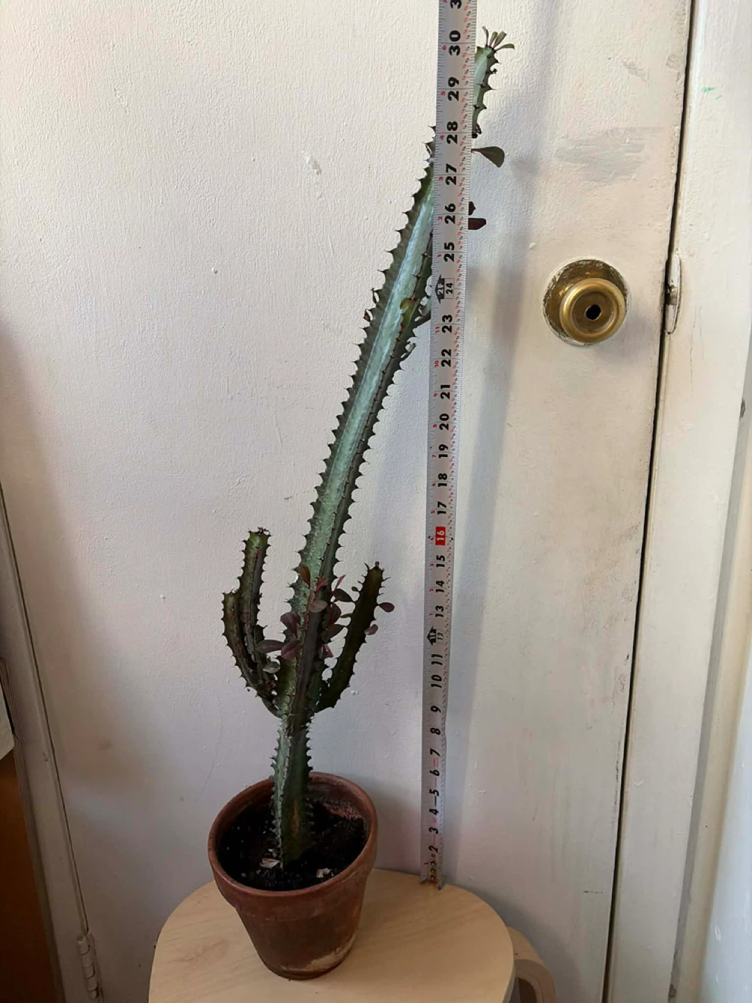 Euphorbia cactus with terracotta pot - photo 2
