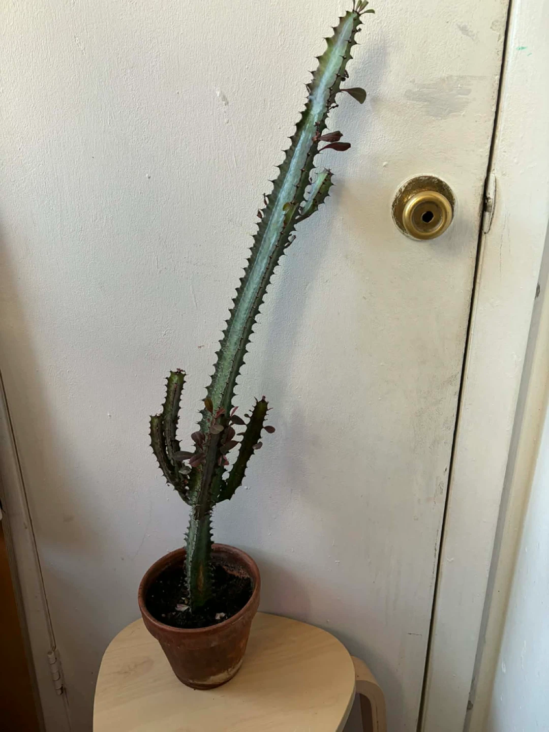 Euphorbia cactus with terracotta pot
