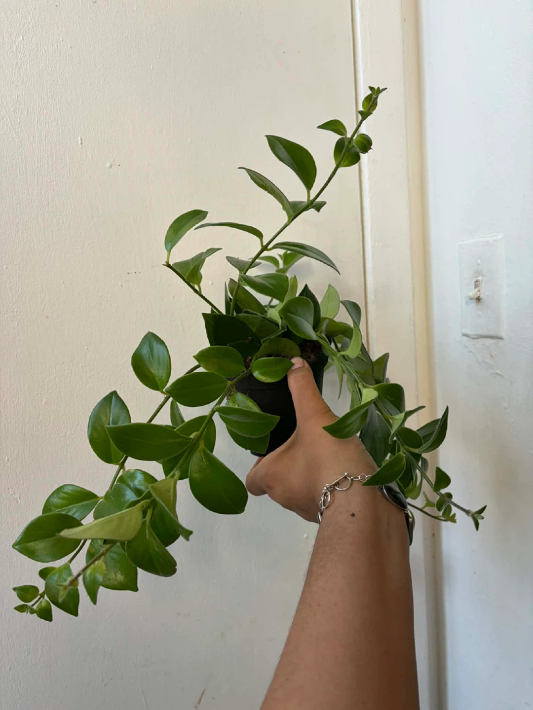 Lipstick plant - photo 3