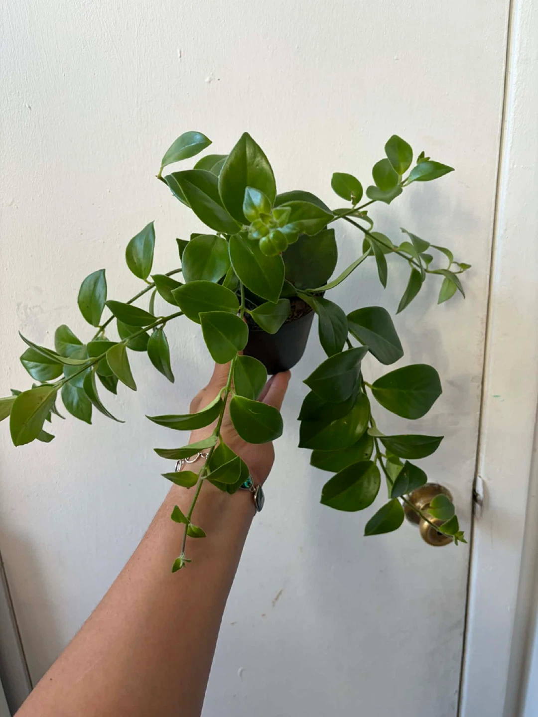 Lipstick plant