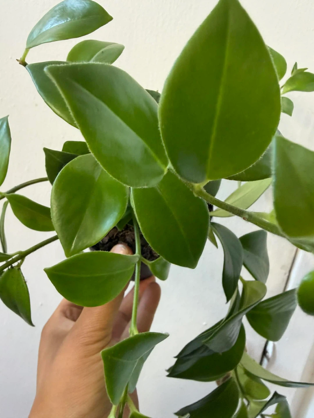 Lipstick plant - photo 2