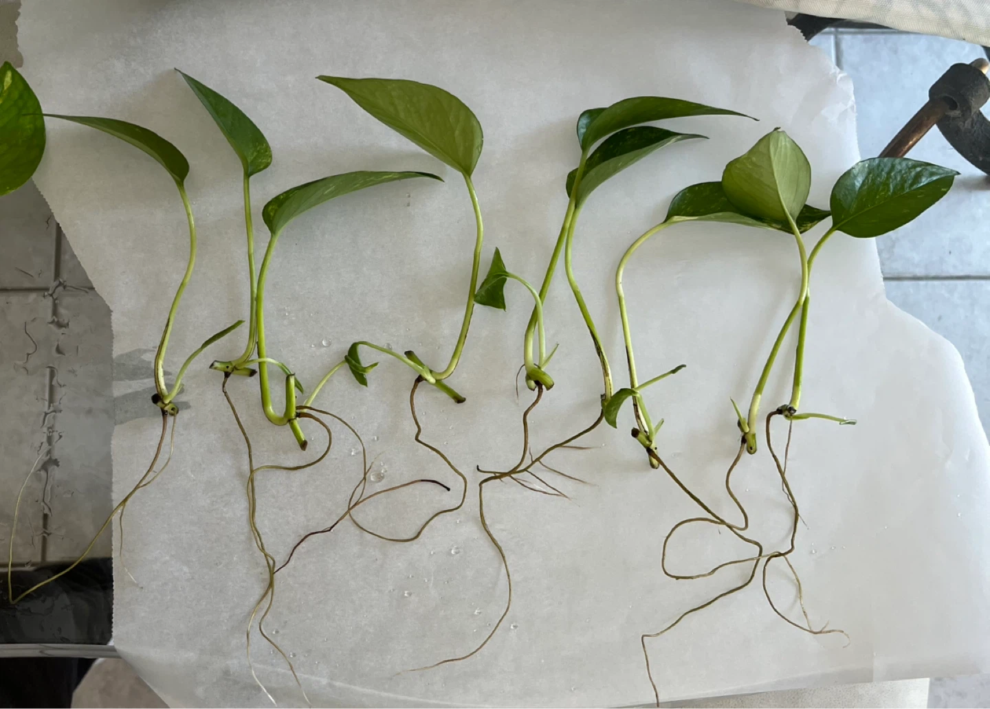 Pothos Plant Cutting variegated - Healthy Roots
