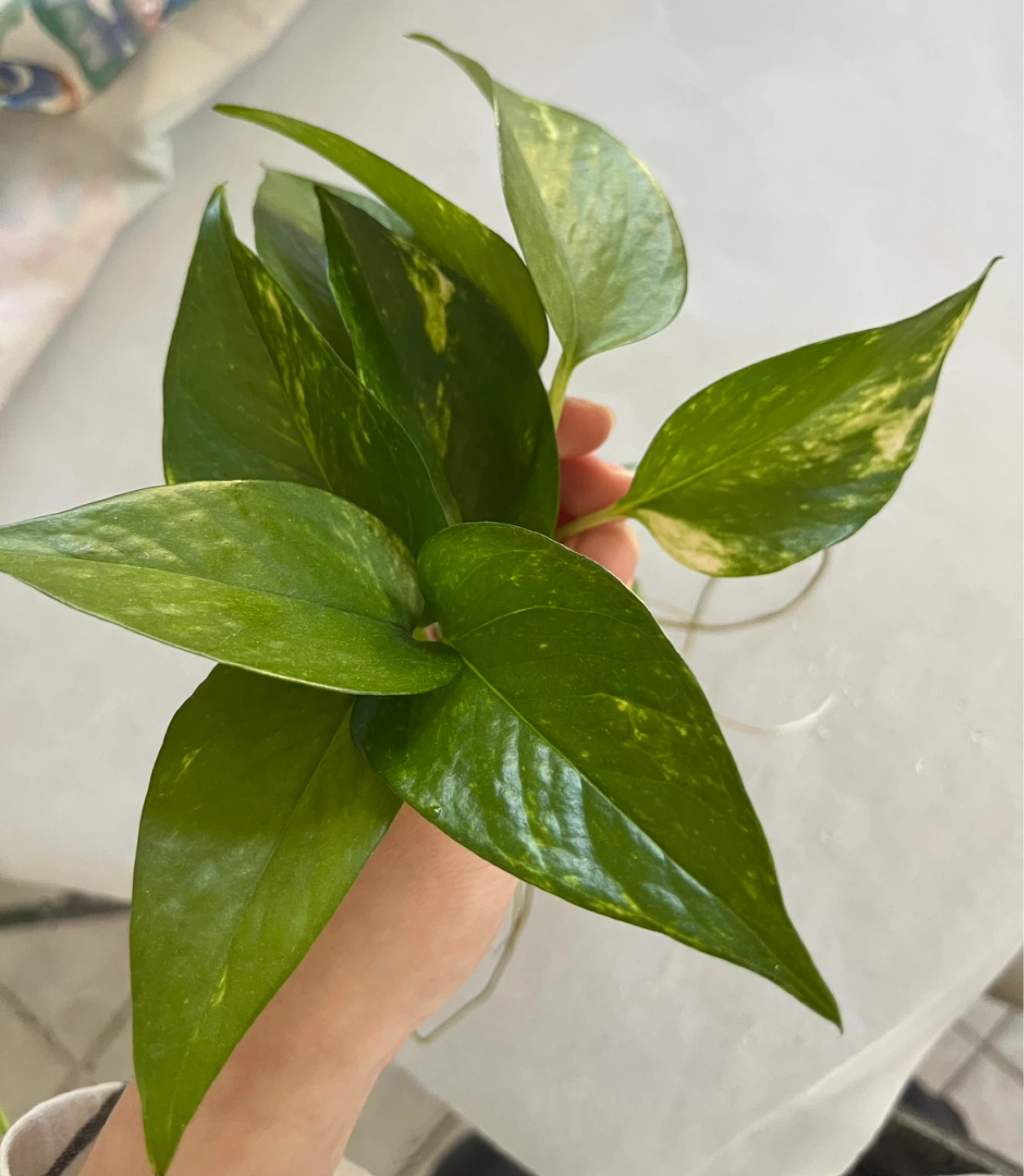 Pothos Plant Cutting variegated - Healthy Roots - photo 2
