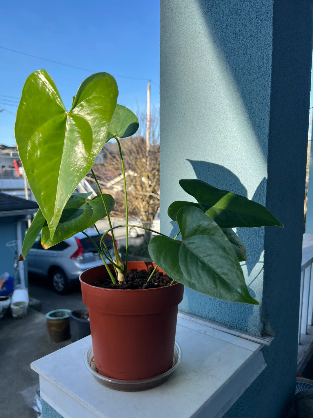 Anthurium Plant in Pot