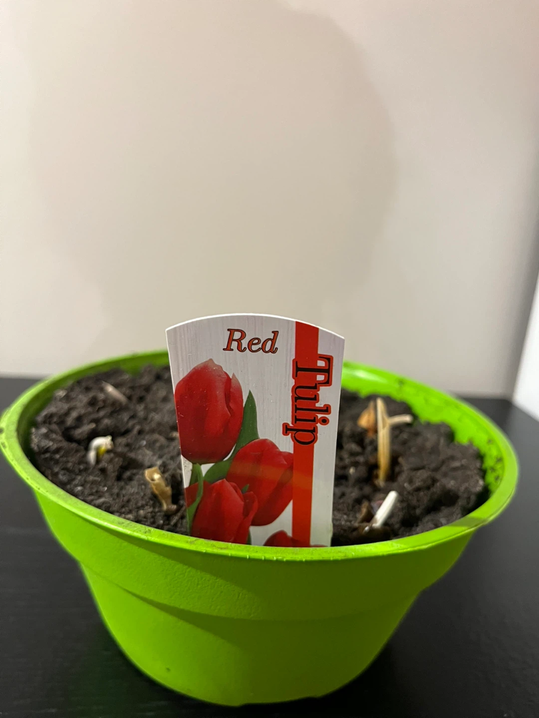 Germinating tulip bulbs