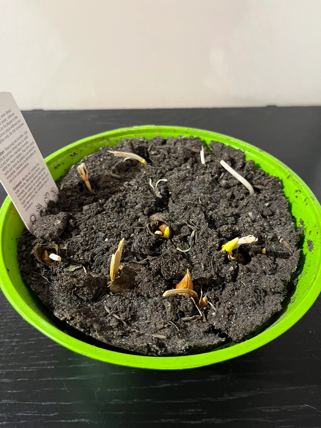Germinating tulip bulbs - photo 2