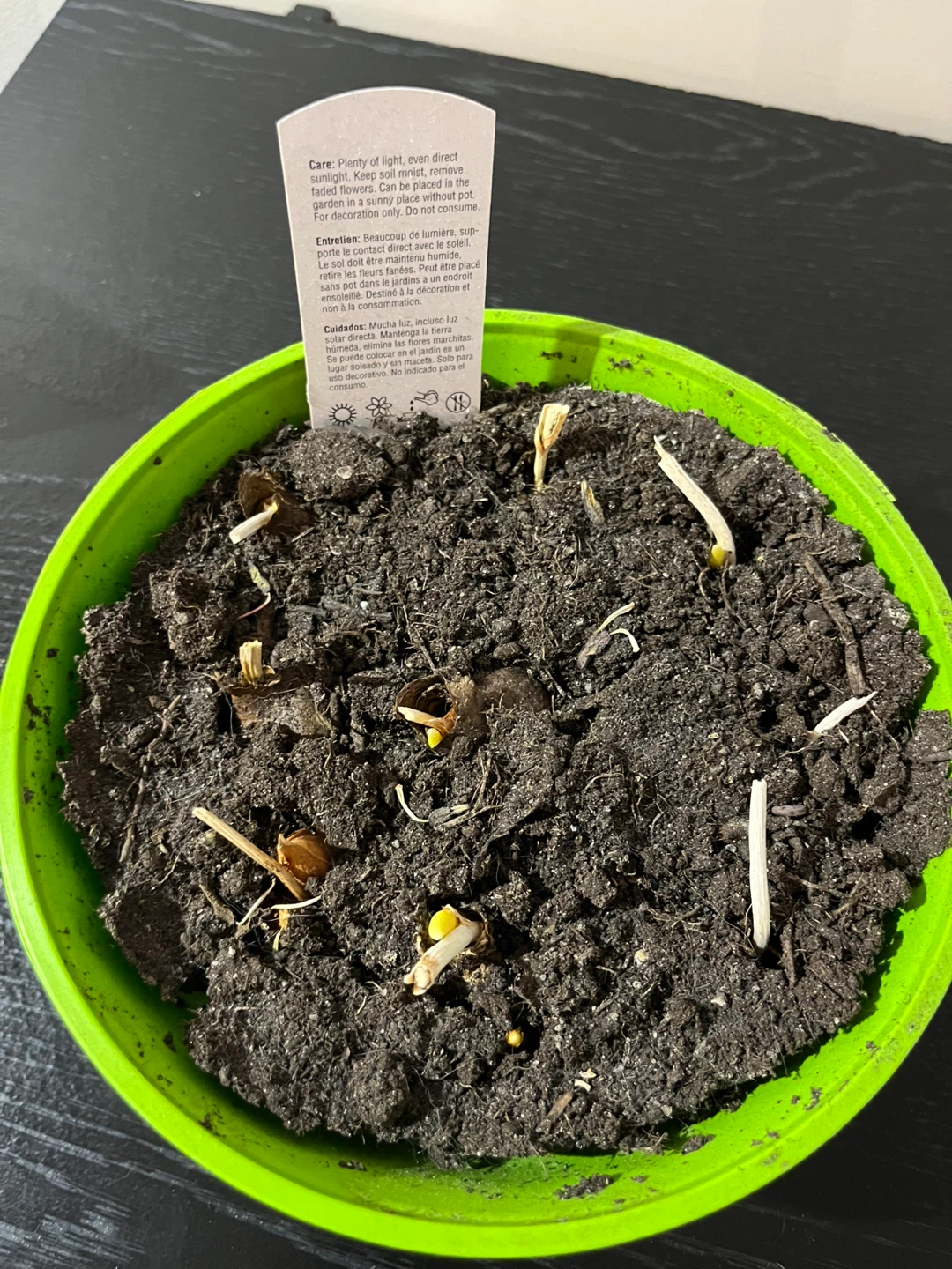 Germinating tulip bulbs - photo 3