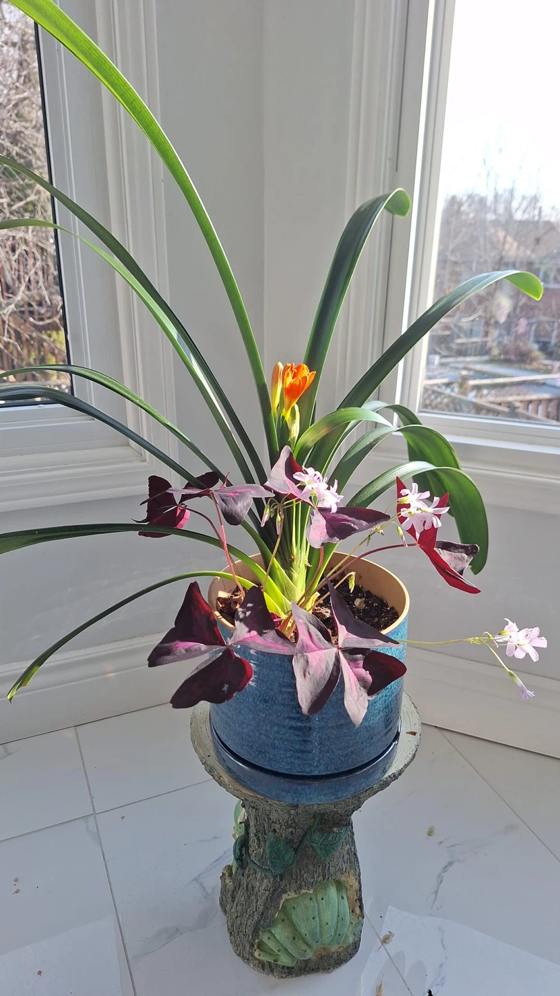 Blooming Clivia Plant