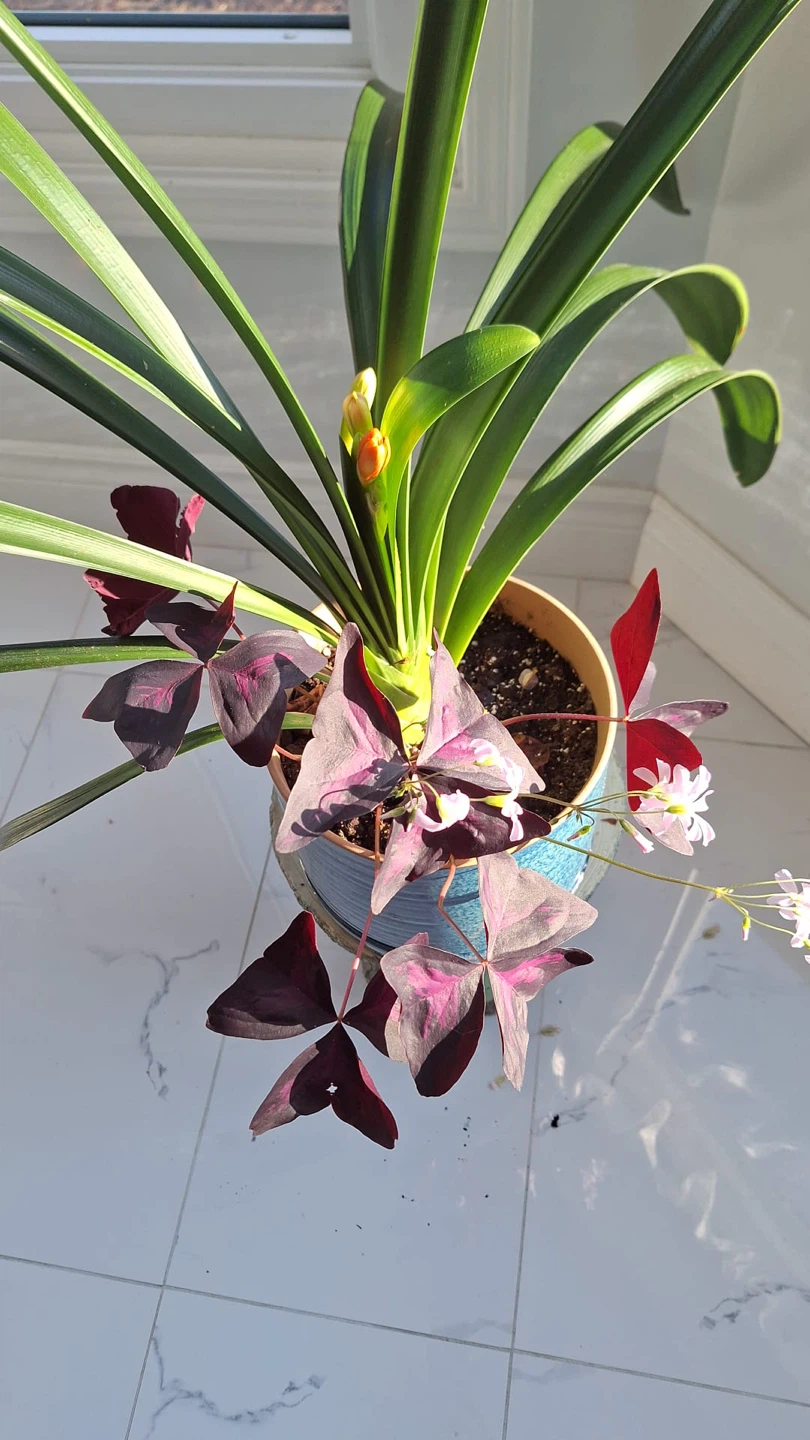 Blooming Clivia Plant - photo 2