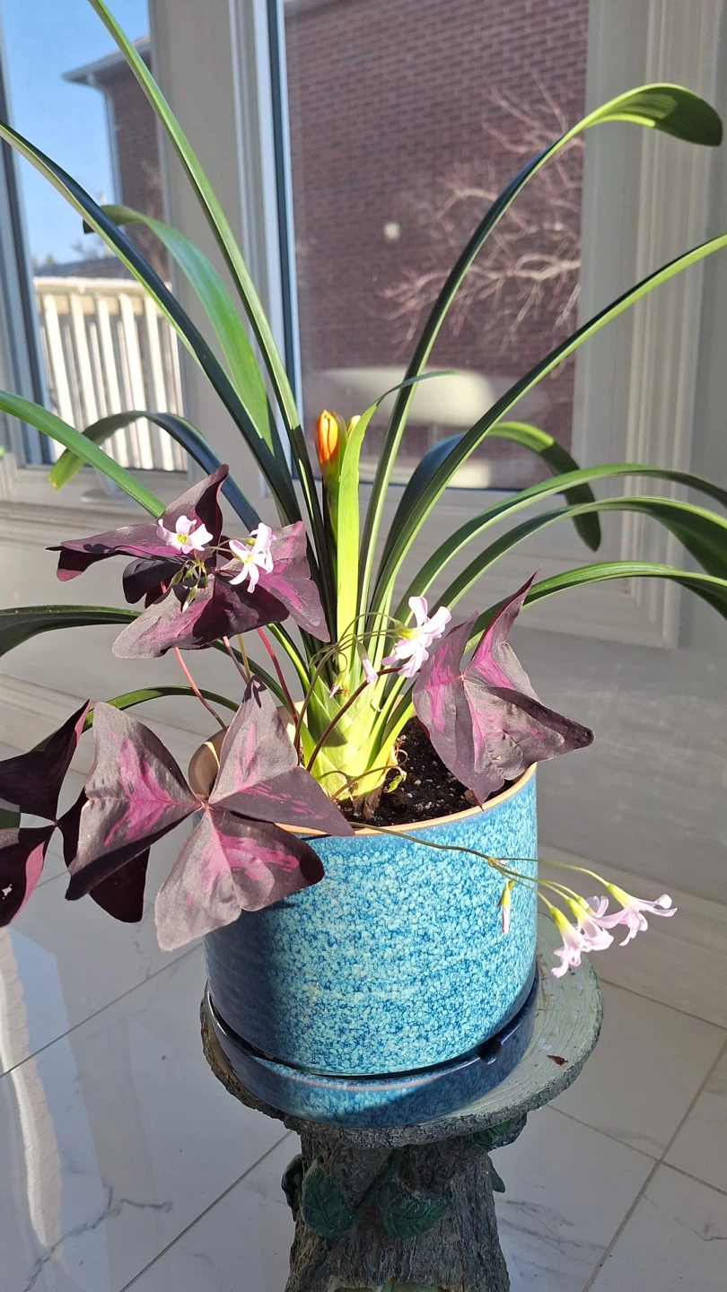 Blooming Clivia Plant - photo 3
