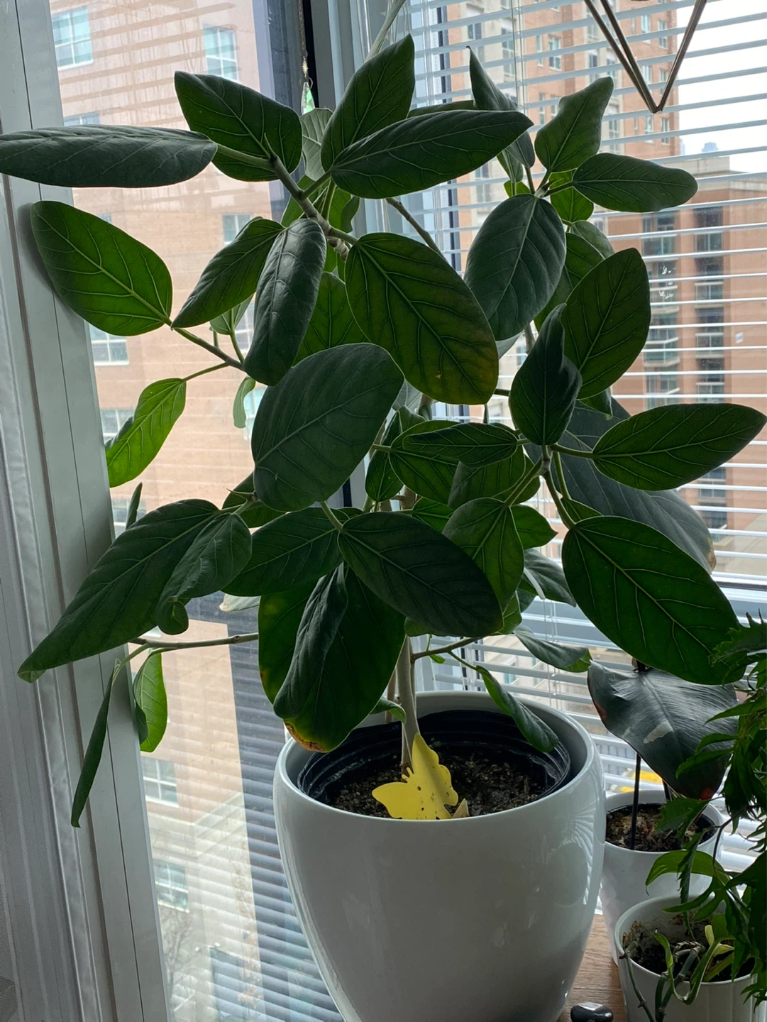 Ficus elastica Audrey (plant only)