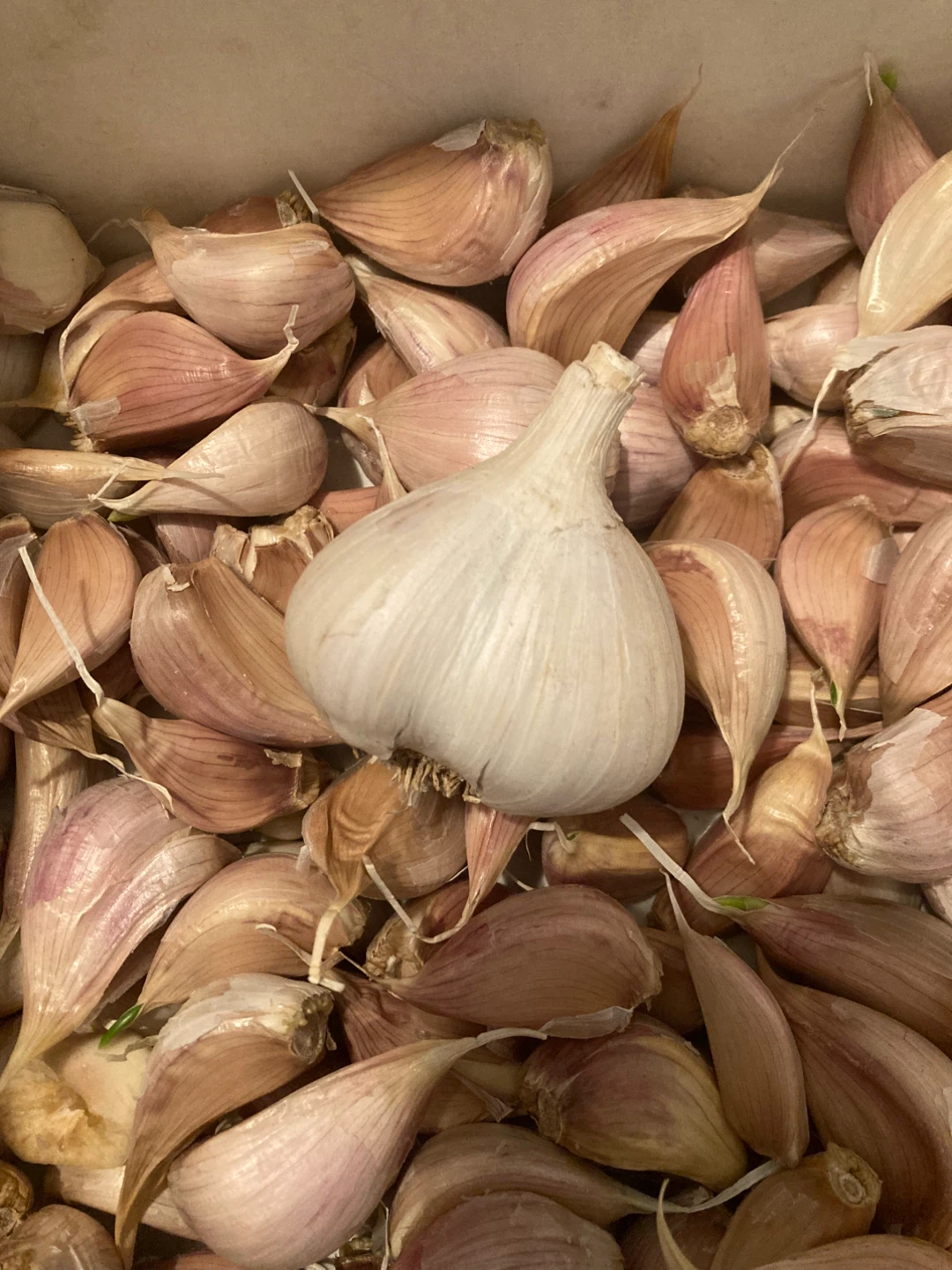 Fresh Garlic Bulbs and Cloves