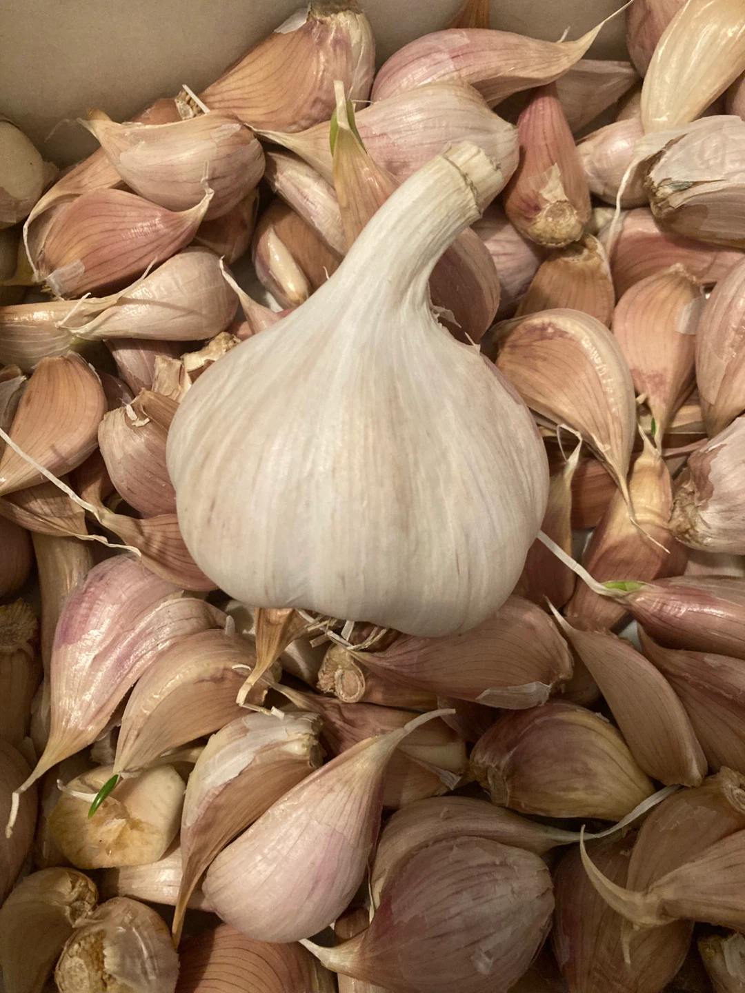 Fresh Garlic Bulbs and Cloves - photo 3