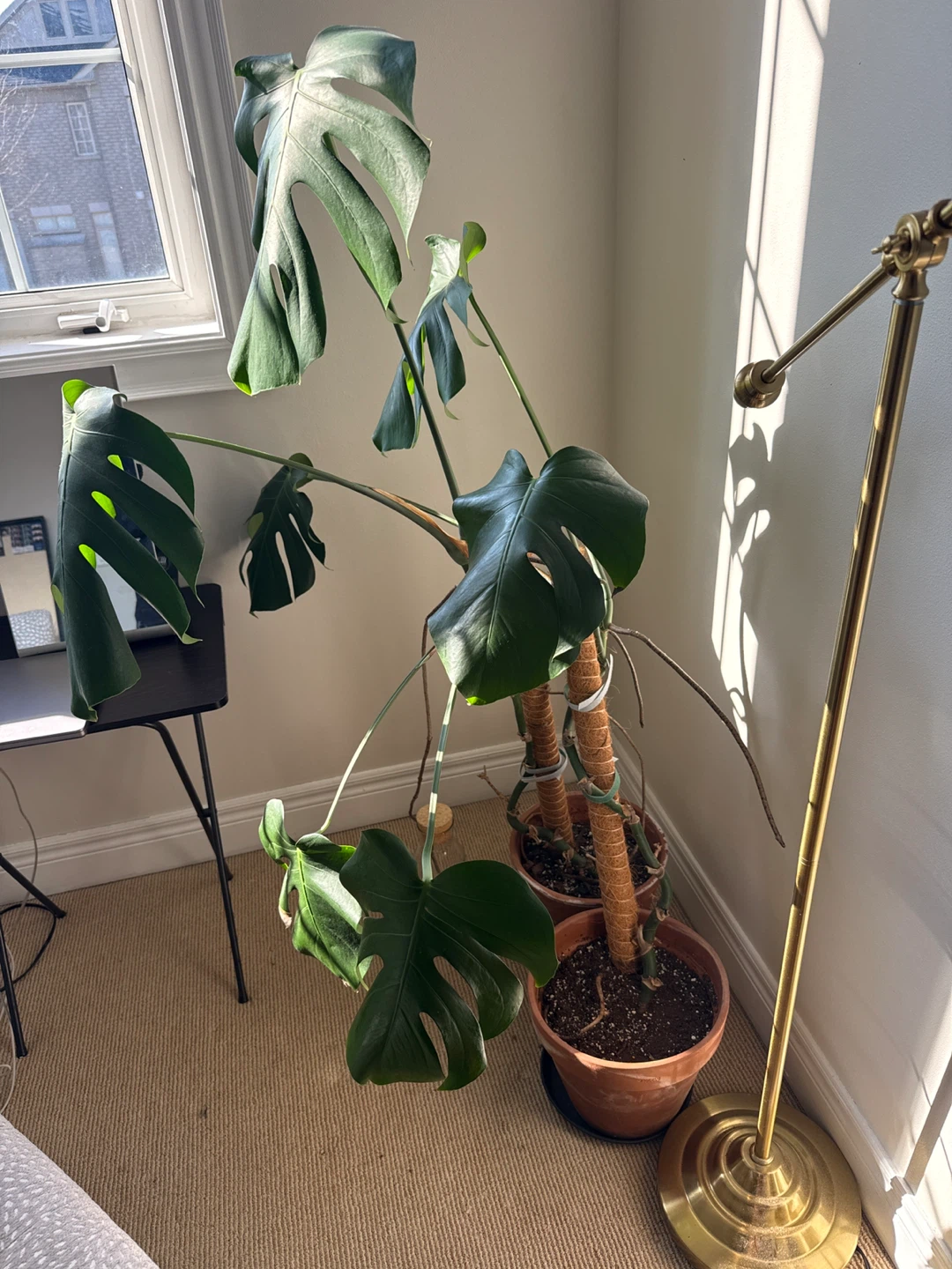 Large Monstera Deliciosa Plant - photo 3