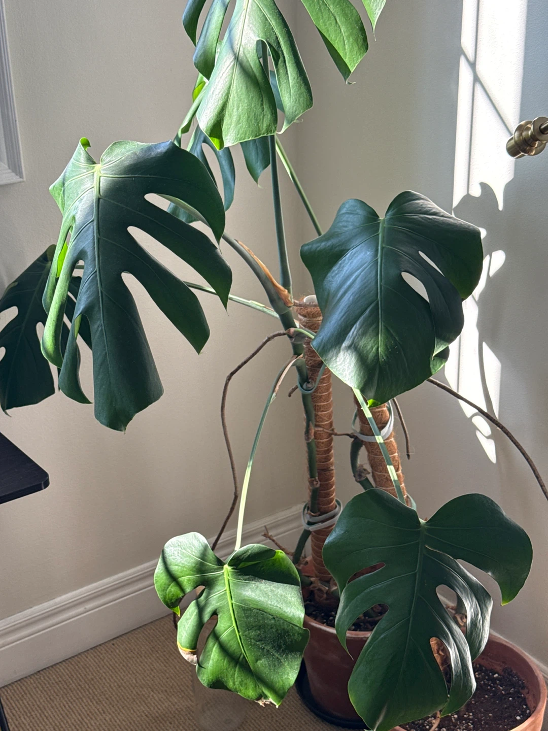 Large Monstera Deliciosa Plant - photo 2
