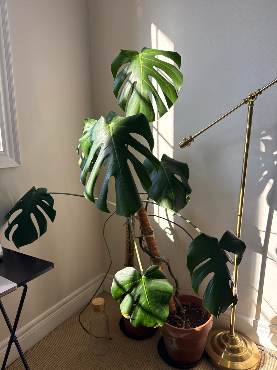 Large Monstera Deliciosa Plant - photo 4
