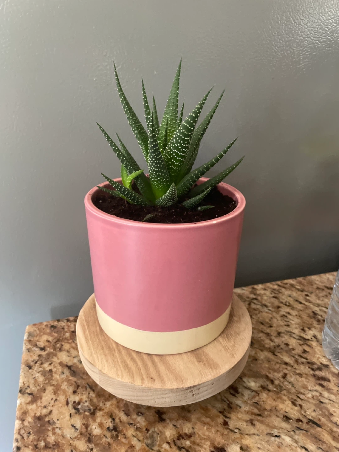Succulent plant in pot with stand