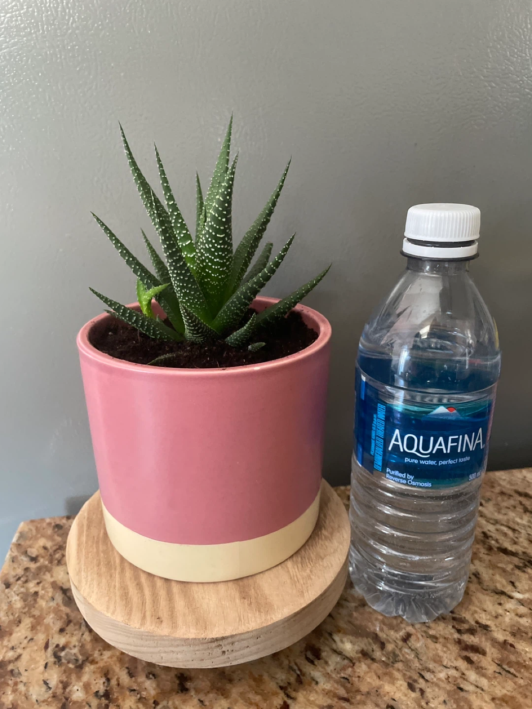 Succulent plant in pot with stand - photo 2