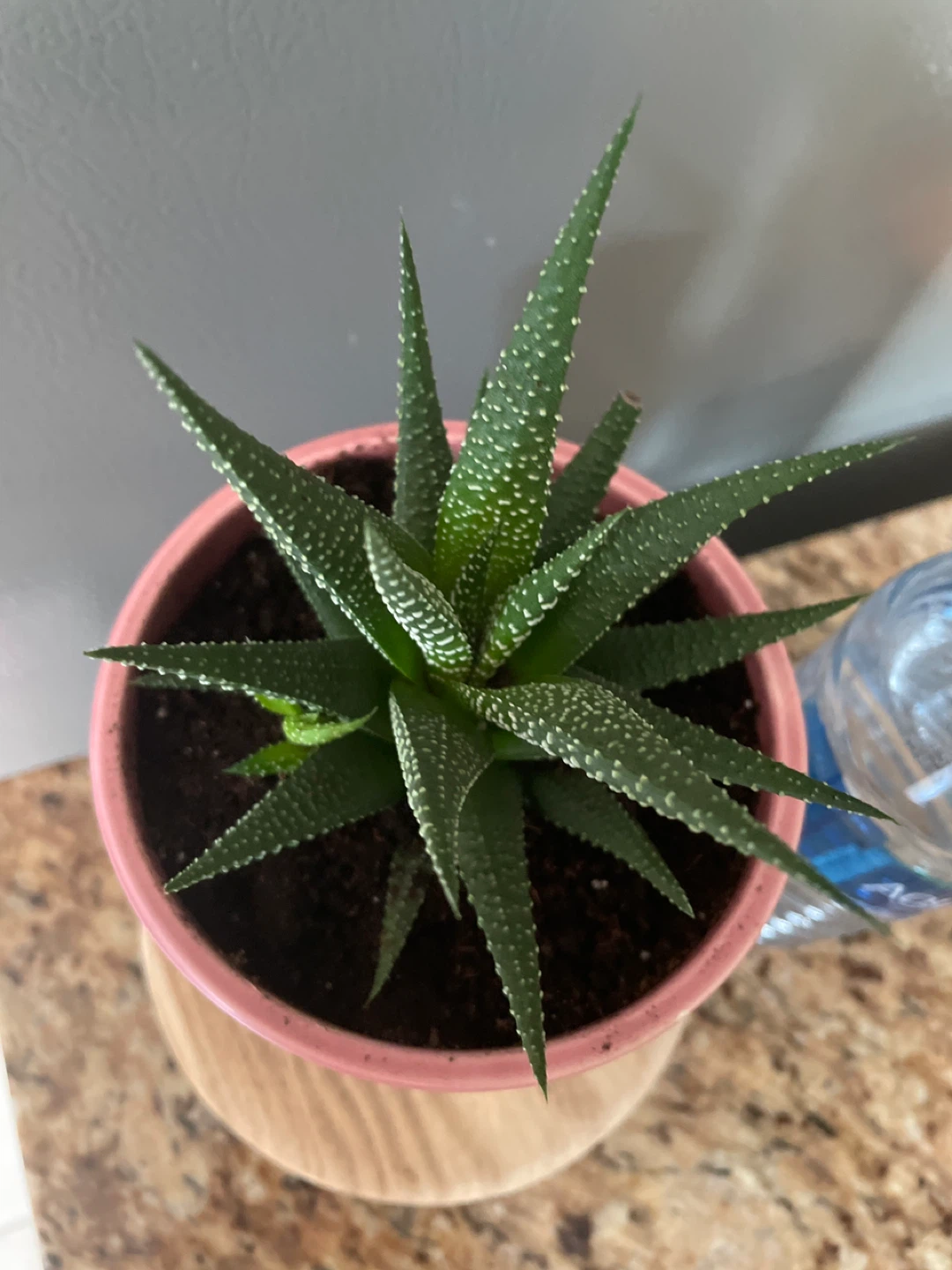 Succulent plant in pot with stand - photo 3